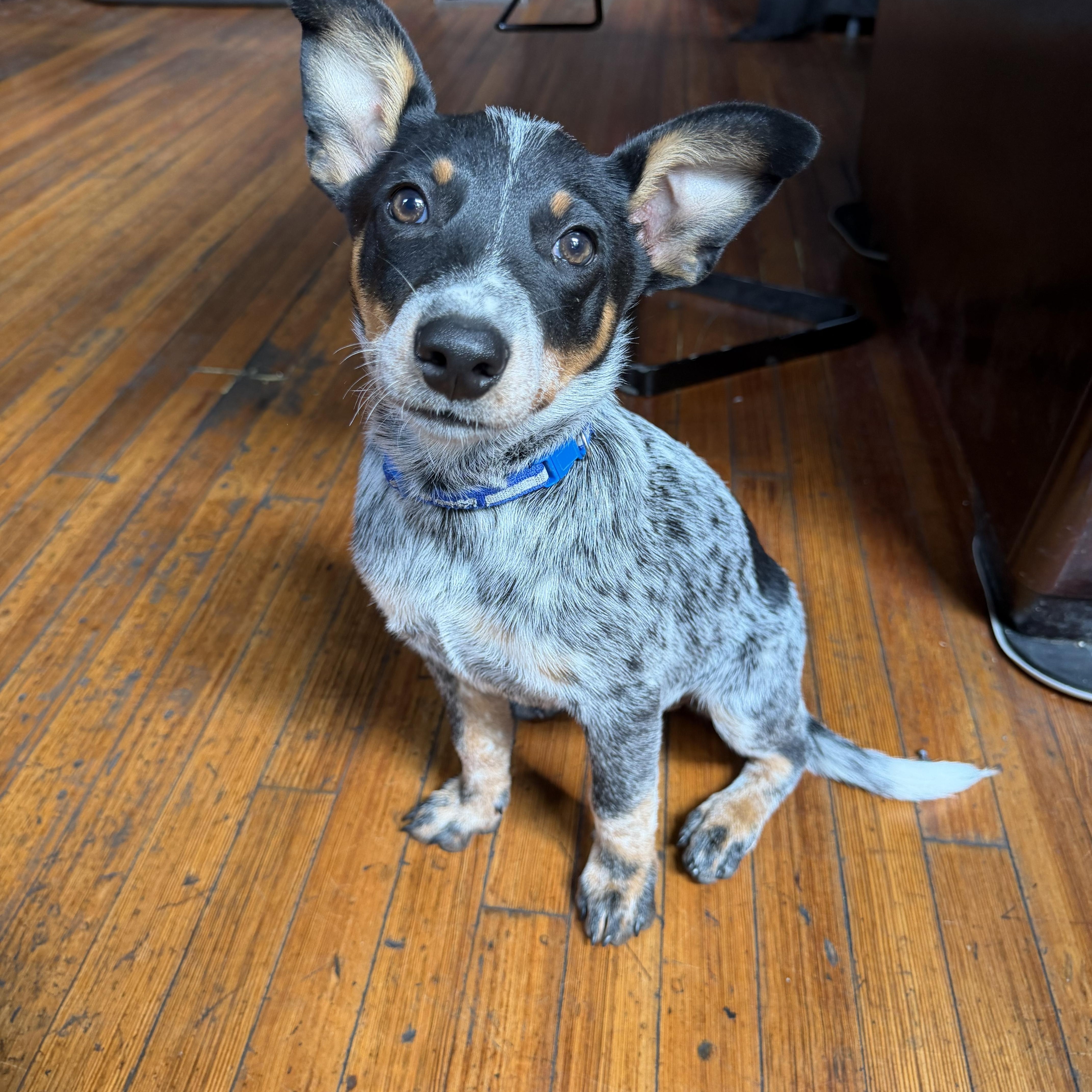 Daisy, Adoptable, Puppy Female Australian Cattle Dog / Blue Heeler.