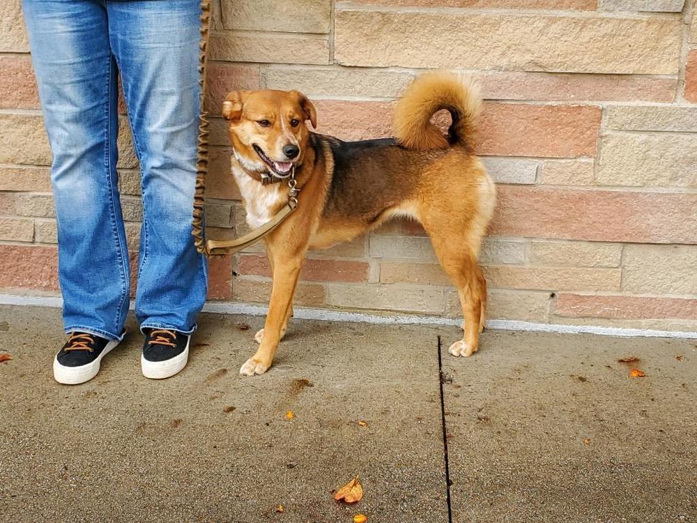 Jinx, Adopted, Young Female Shepherd.