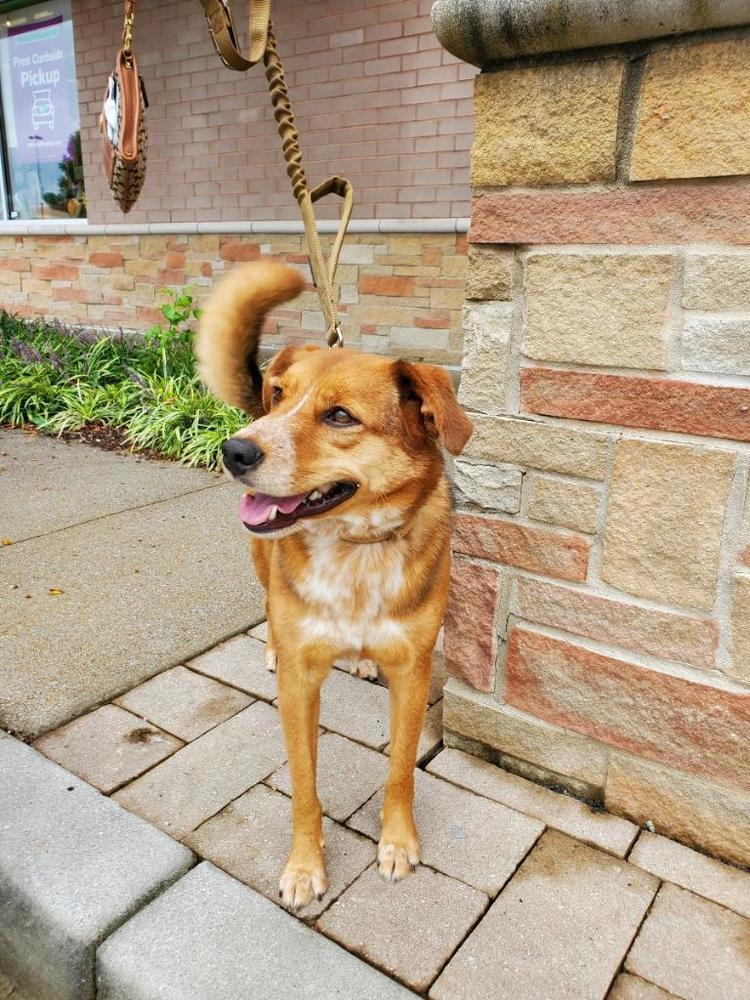 Jinx, a Adopted mixed breed in Powder Springs, GA image 2/4