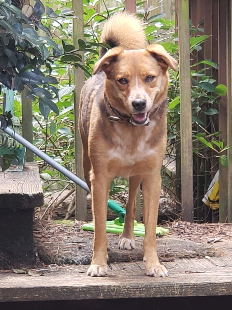 Jinx, a Adopted mixed breed in Powder Springs, GA image 3/4