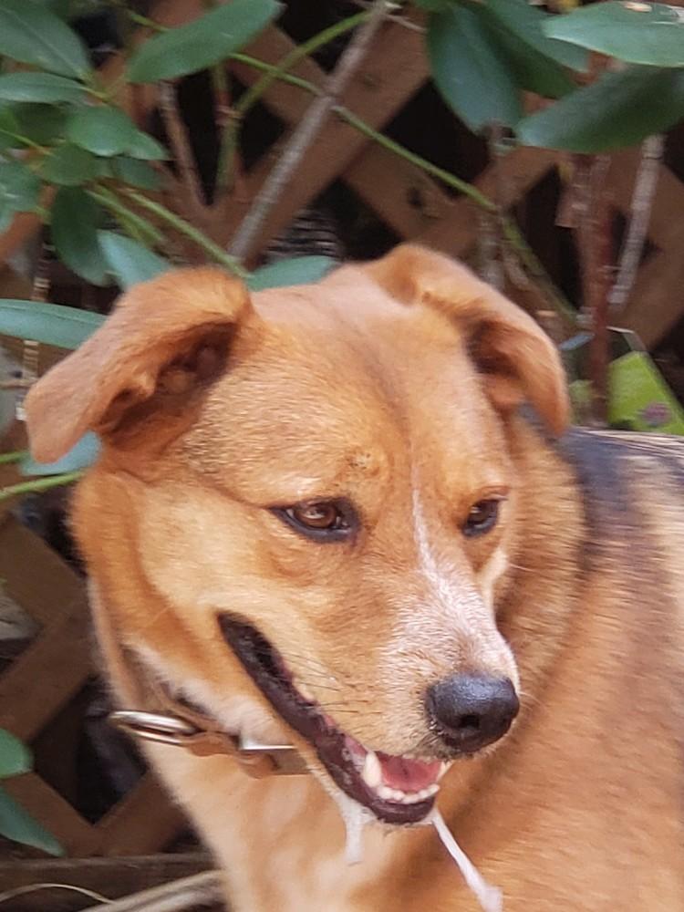 Jinx, a Adopted mixed breed in Powder Springs, GA image 4/4