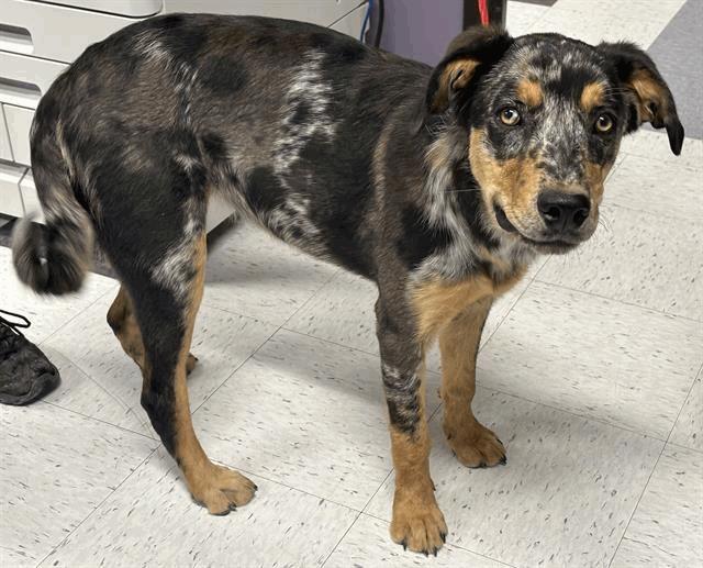 Maddie, Adoptable, Young Female Catahoula Leopard Dog.