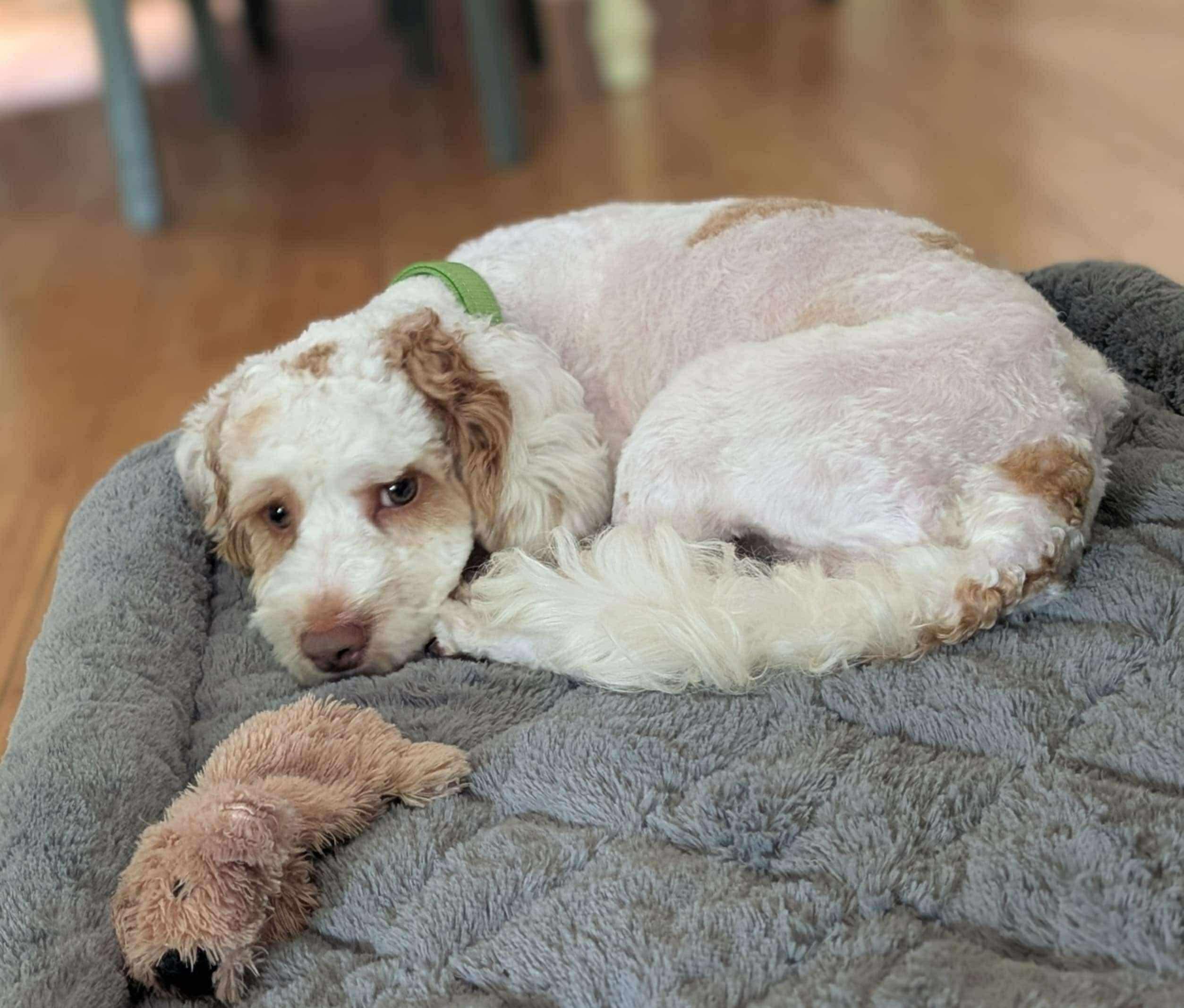 LEO, an adoptable Cockapoo, Poodle in Richmond Hill , ON, L4S 2C3 | Photo Image 3