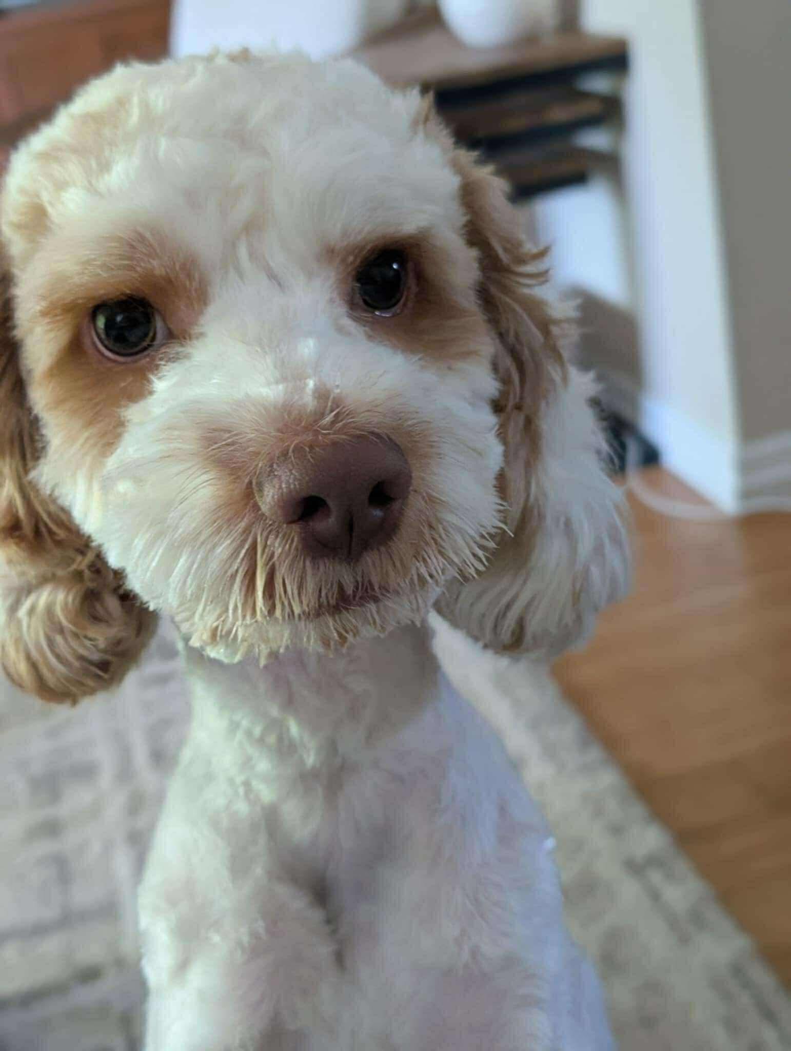 LEO, an adoptable Cockapoo, Poodle in Richmond Hill , ON, L4S 2C3 | Photo Image 1