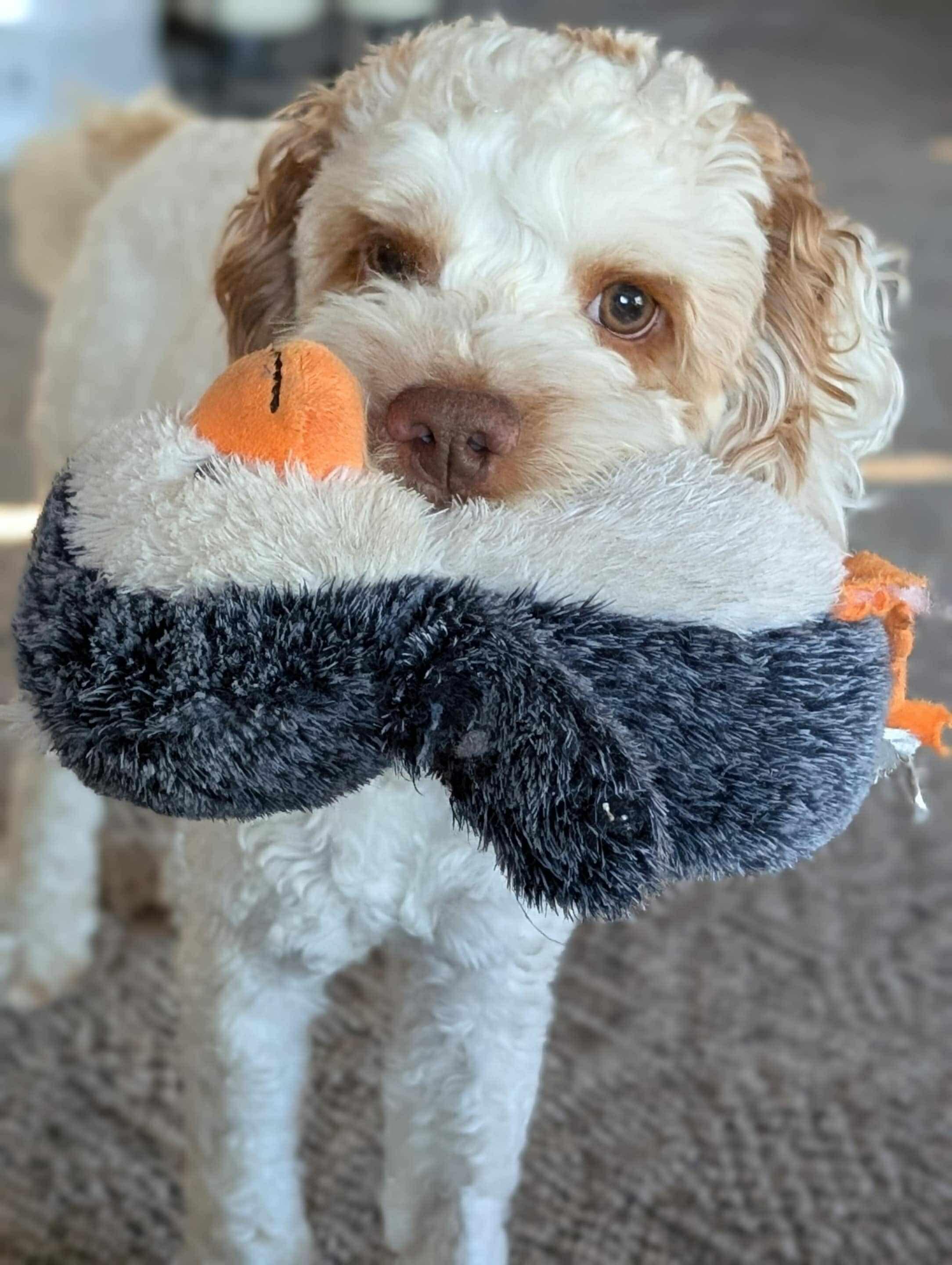 LEO, an adoptable Cockapoo, Poodle in Richmond Hill , ON, L4S 2C3 | Photo Image 2