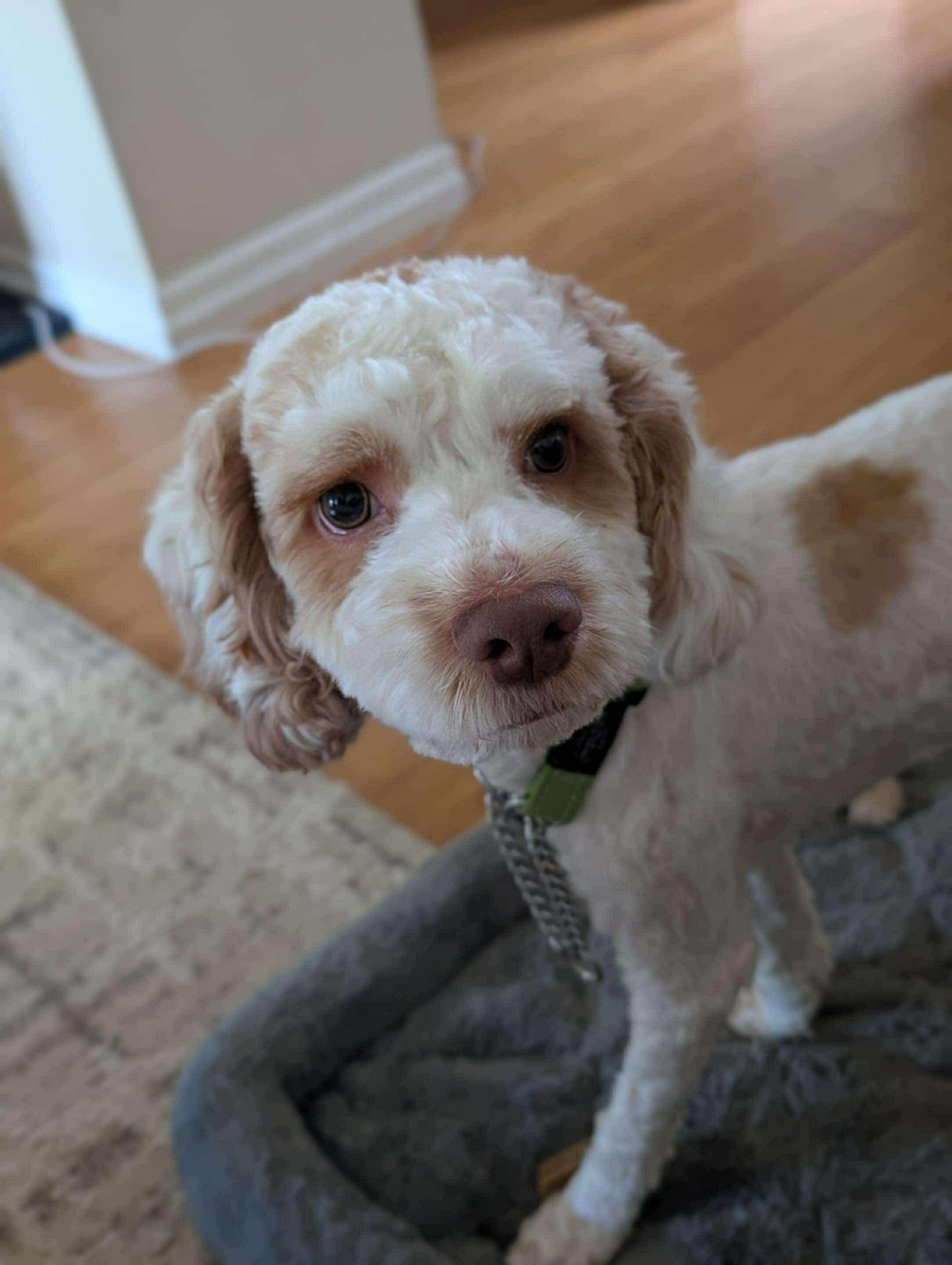LEO, an adoptable Cockapoo, Poodle in Richmond Hill , ON, L4S 2C3 | Photo Image 5
