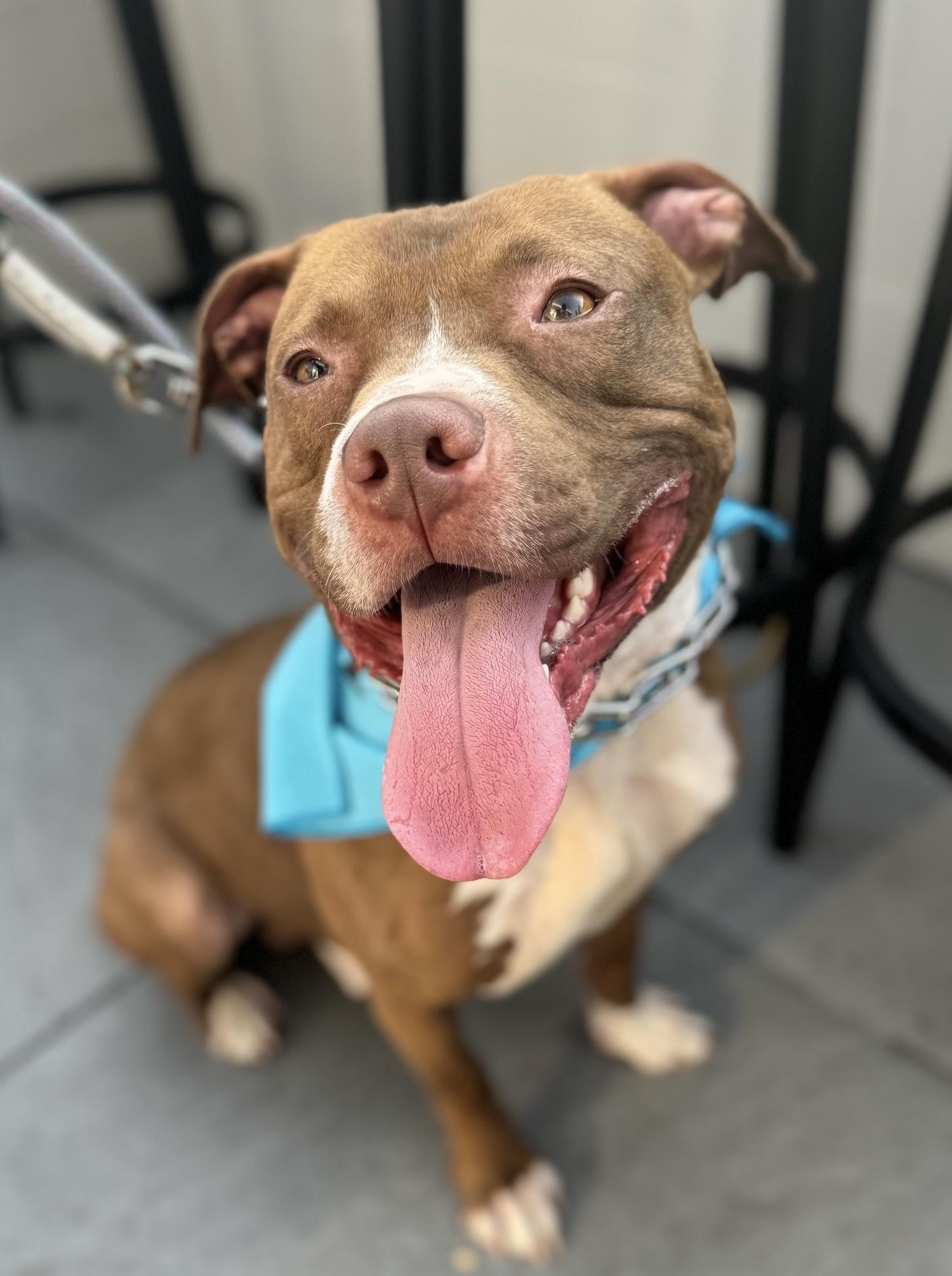 Brody, Young Male Pit Bull Terrier
