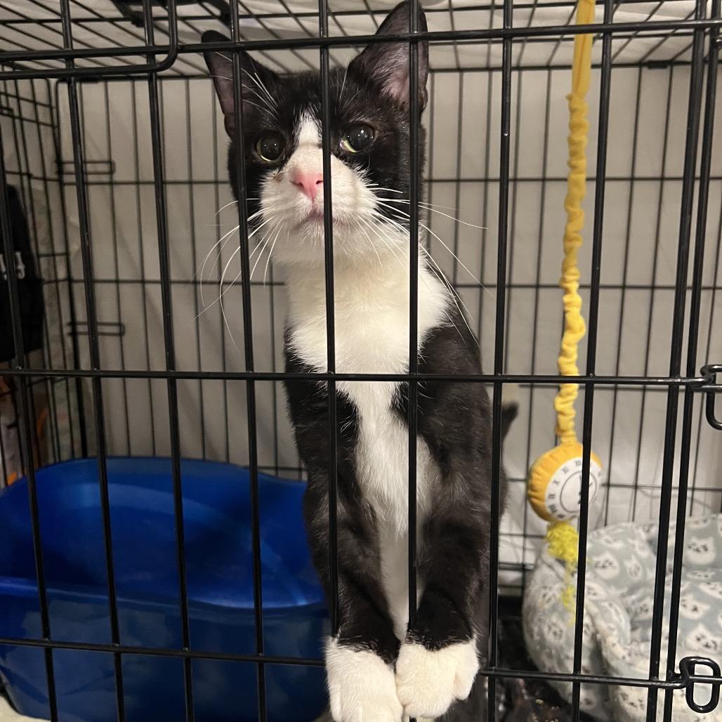 Pinecone, Adoptable, Adult Male Domestic Short Hair.