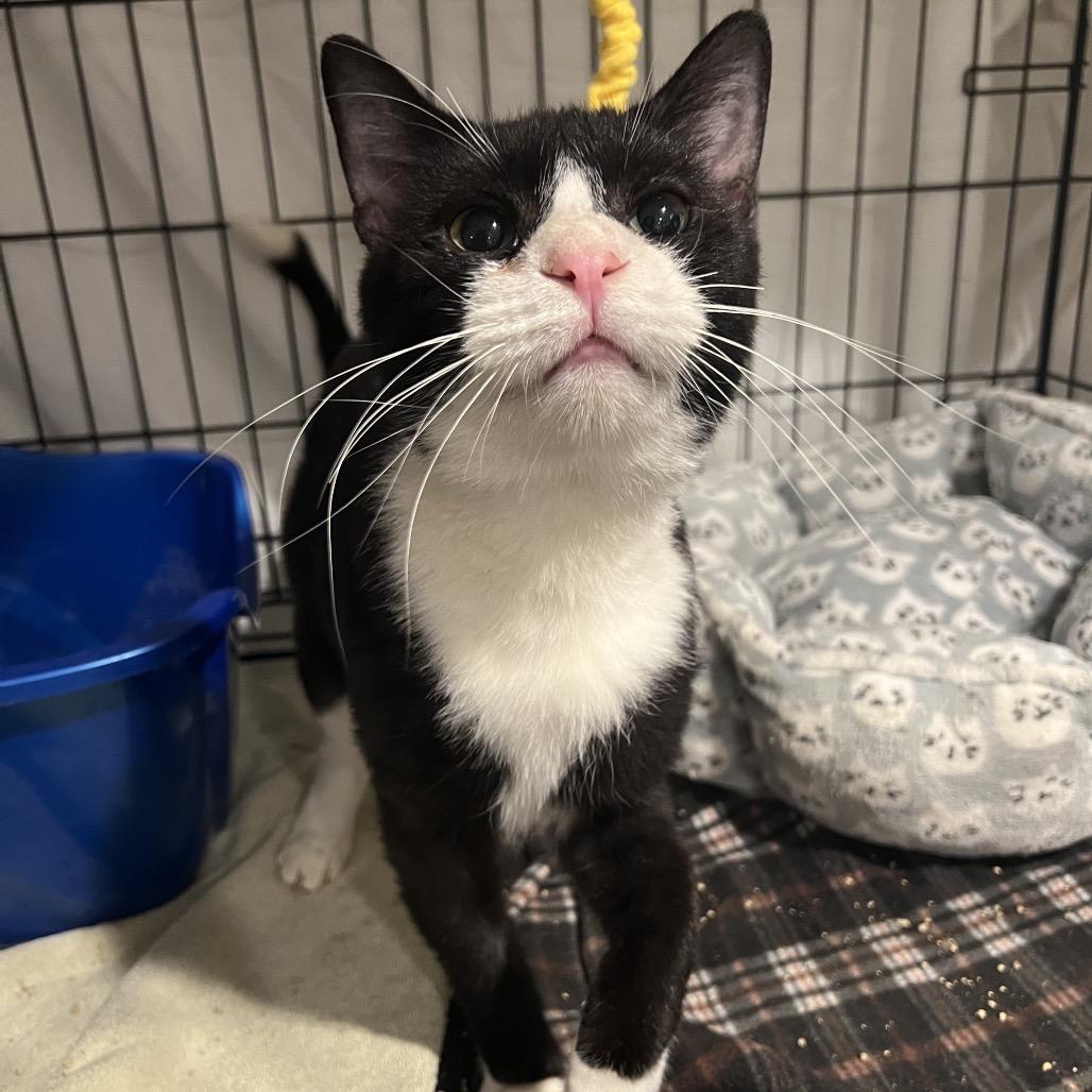 Enlarge Pinecone, a Adoptable Domestic Short Hair in Mount Laurel, NJ image 2/2