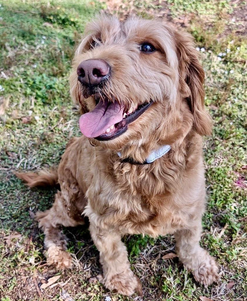 Sadie-45 lb Golden Doodle!, a Adopted mixed breed in Fort Myers, FL image 1/2