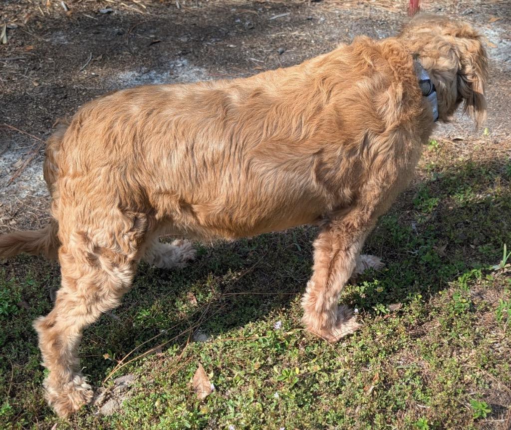 Sadie-45 lb Golden Doodle!, a Adopted mixed breed in Fort Myers, FL image 2/2