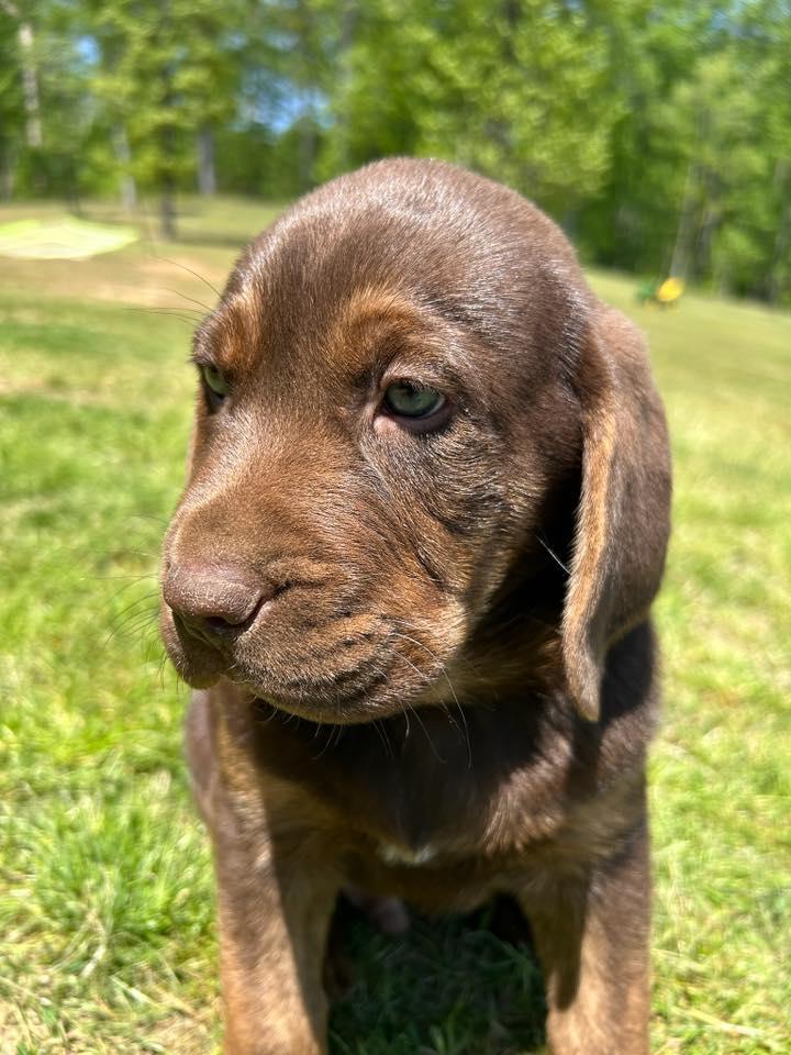 Brownie