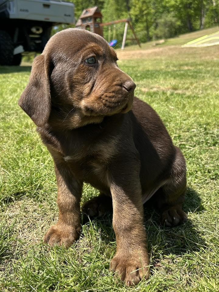 Brownie 3