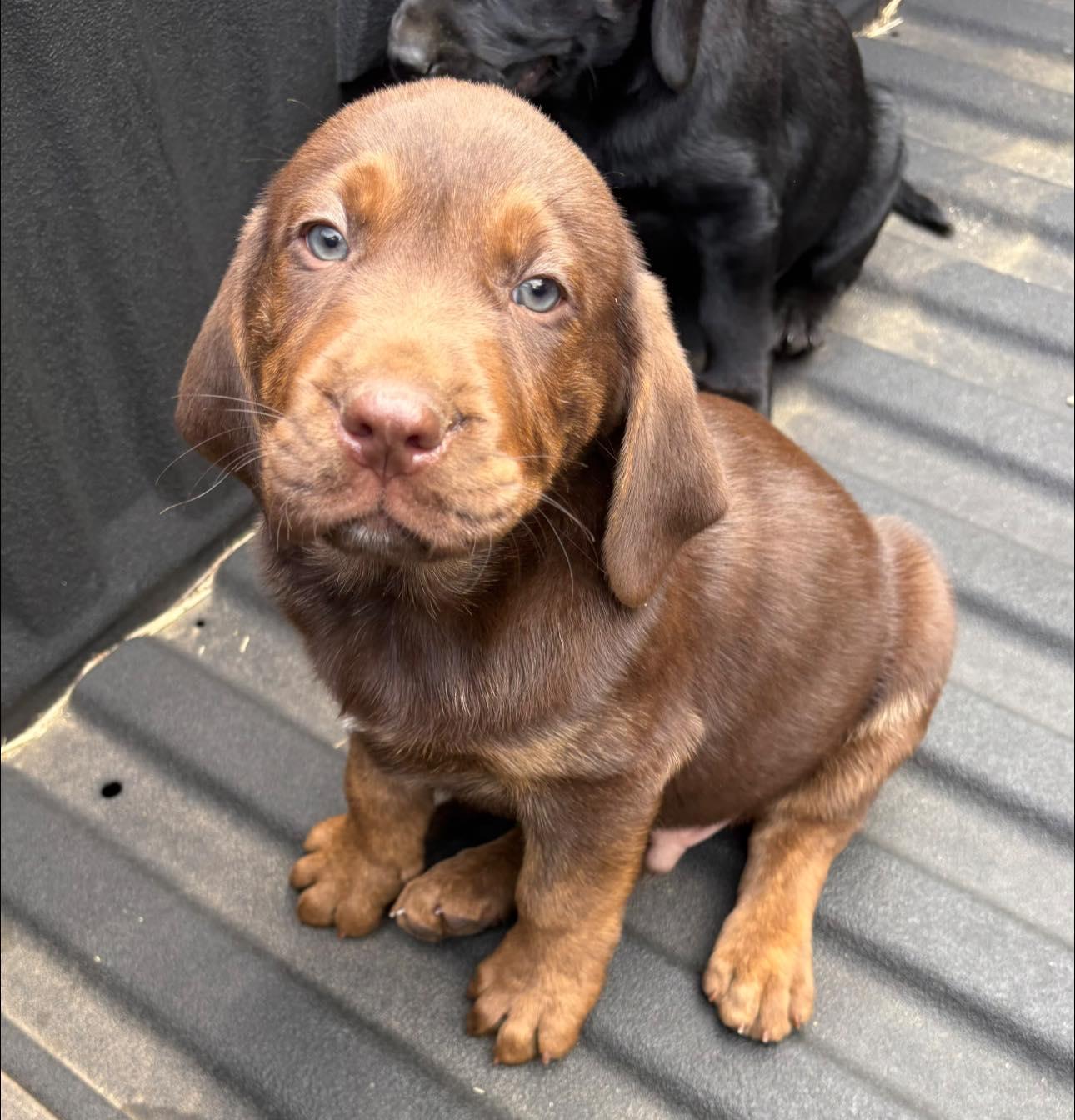 Brownie 2