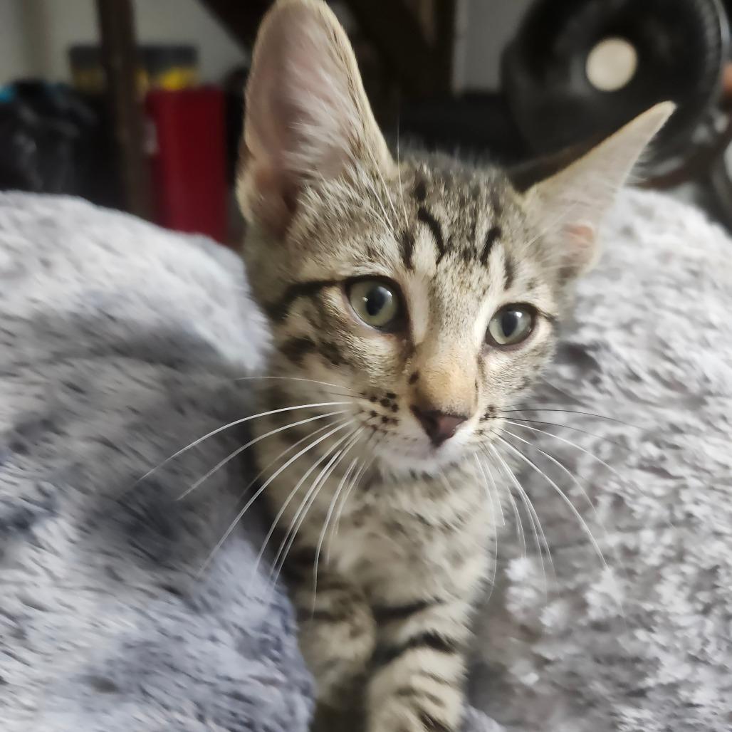 Breaux Haines, Adoptable, Kitten Male Domestic Short Hair.