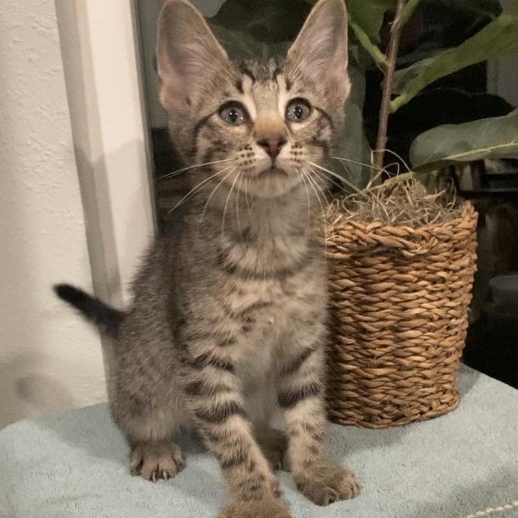 Breaux Haines, a Adoptable Domestic Short Hair in Tallahassee, FL image 2/6