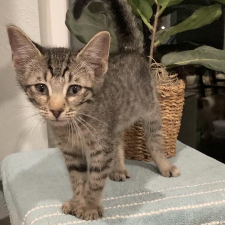 Breaux Haines, a Adoptable Domestic Short Hair in Tallahassee, FL image 3/6