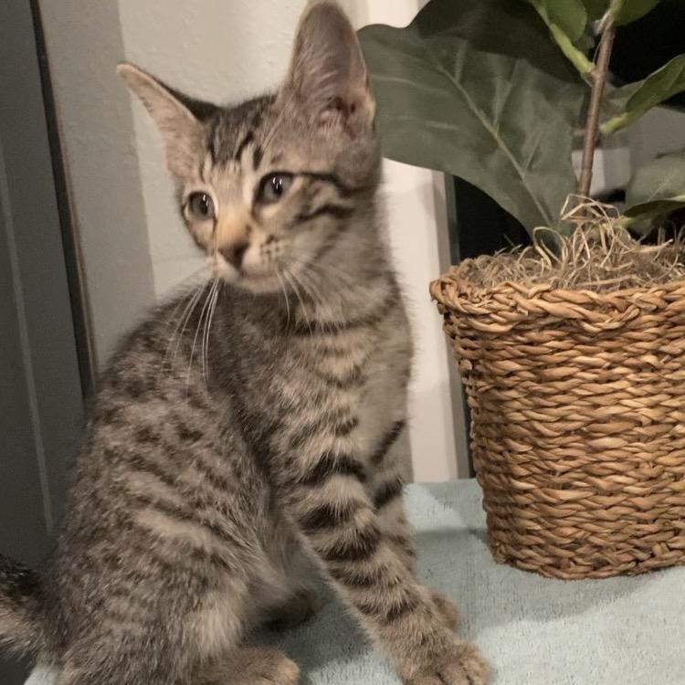 Breaux Haines, a Adoptable Domestic Short Hair in Tallahassee, FL image 5/6