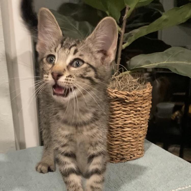 Breaux Haines, a Adoptable Domestic Short Hair in Tallahassee, FL image 6/6