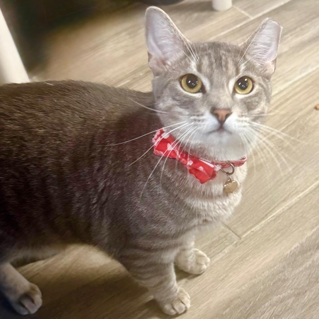 Twix, Adoptable, Adult Female Domestic Short Hair.