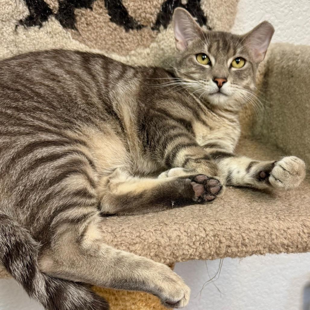 Enlarge Twix, a Adoptable Domestic Short Hair in Lakeland, FL image 2/3