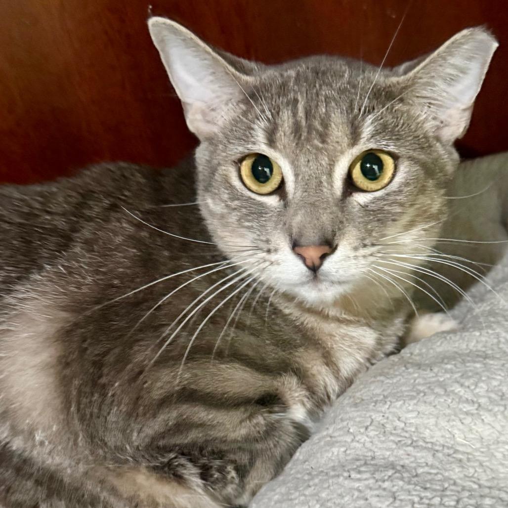 Enlarge Twix, a Adoptable Domestic Short Hair in Lakeland, FL image 3/3