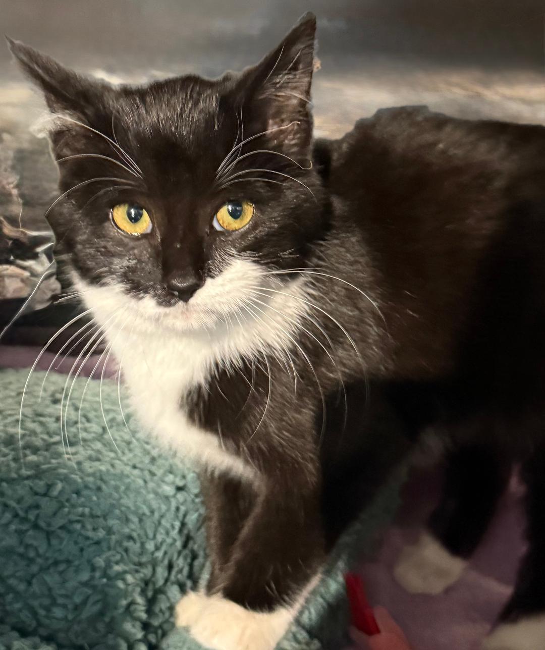 Enlarge SOX, a Adoptable Domestic Short Hair in Gresham, WI image 1/1