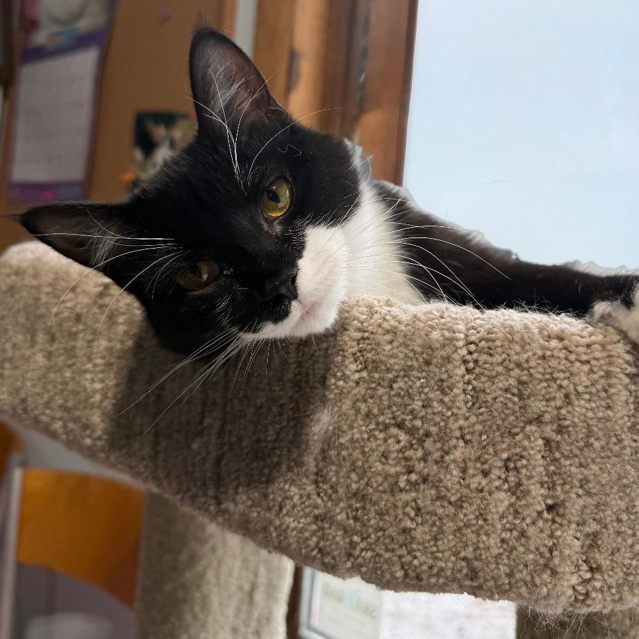 SOX, Adoptable, Young Female Domestic Short Hair.