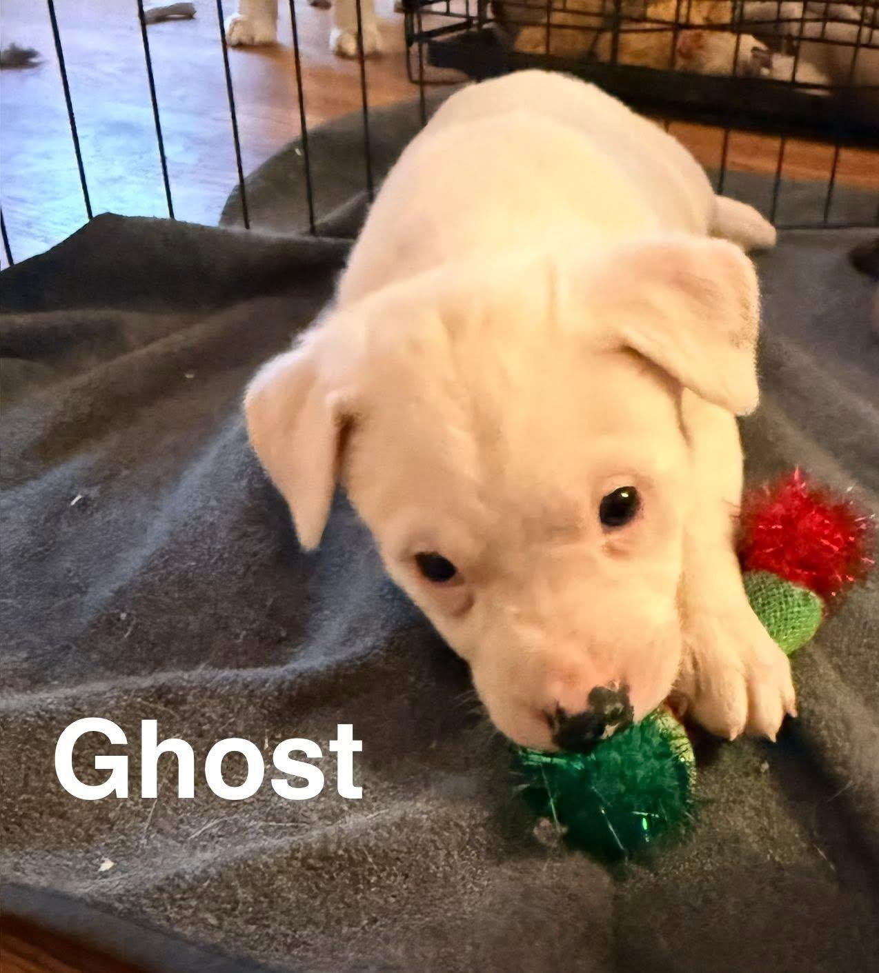 GoT-Ghost, Adoptable, Puppy Female Australian Cattle Dog / Blue Heeler & Siberian Husky.