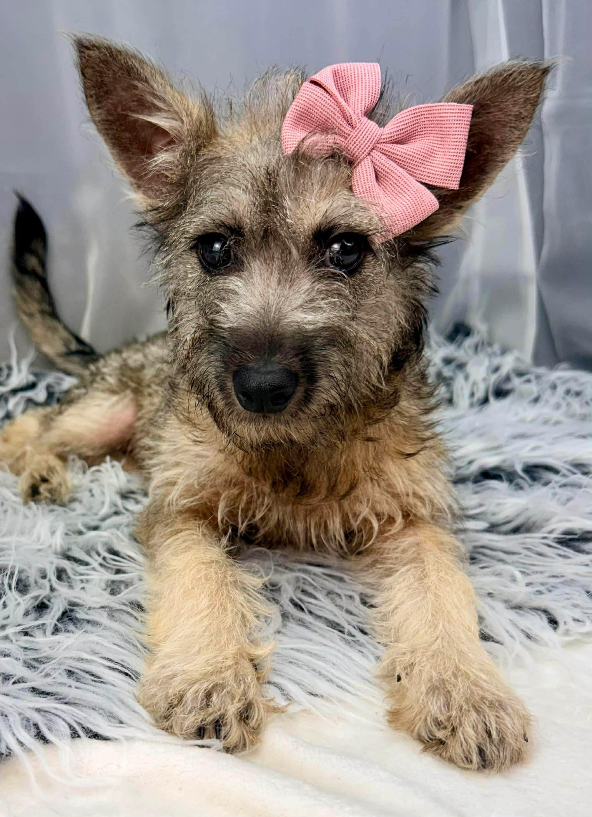 Vexa, Adoptable, Puppy Female Schnauzer.