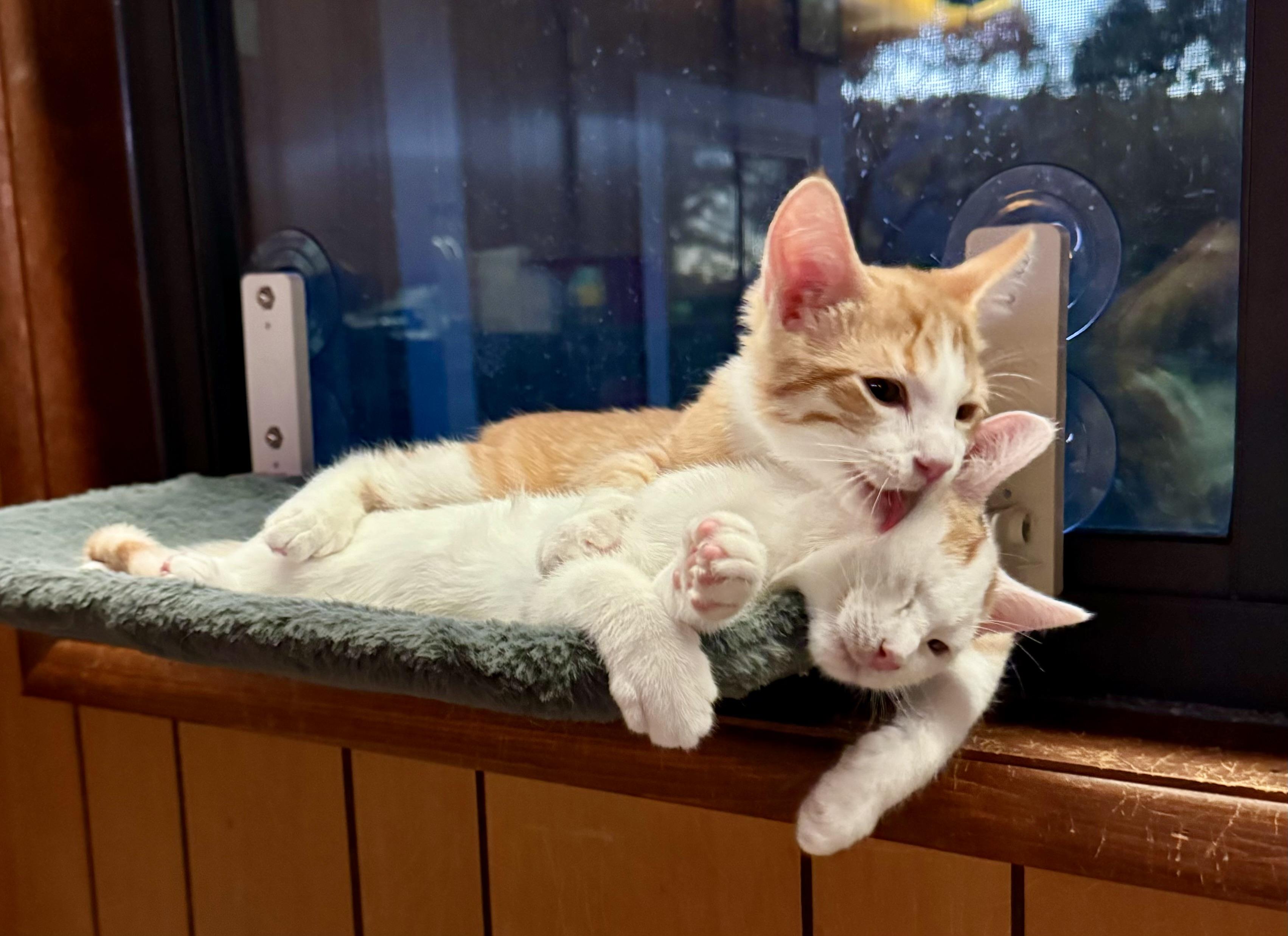 Bruce, Adopted, Young Male American Shorthair.