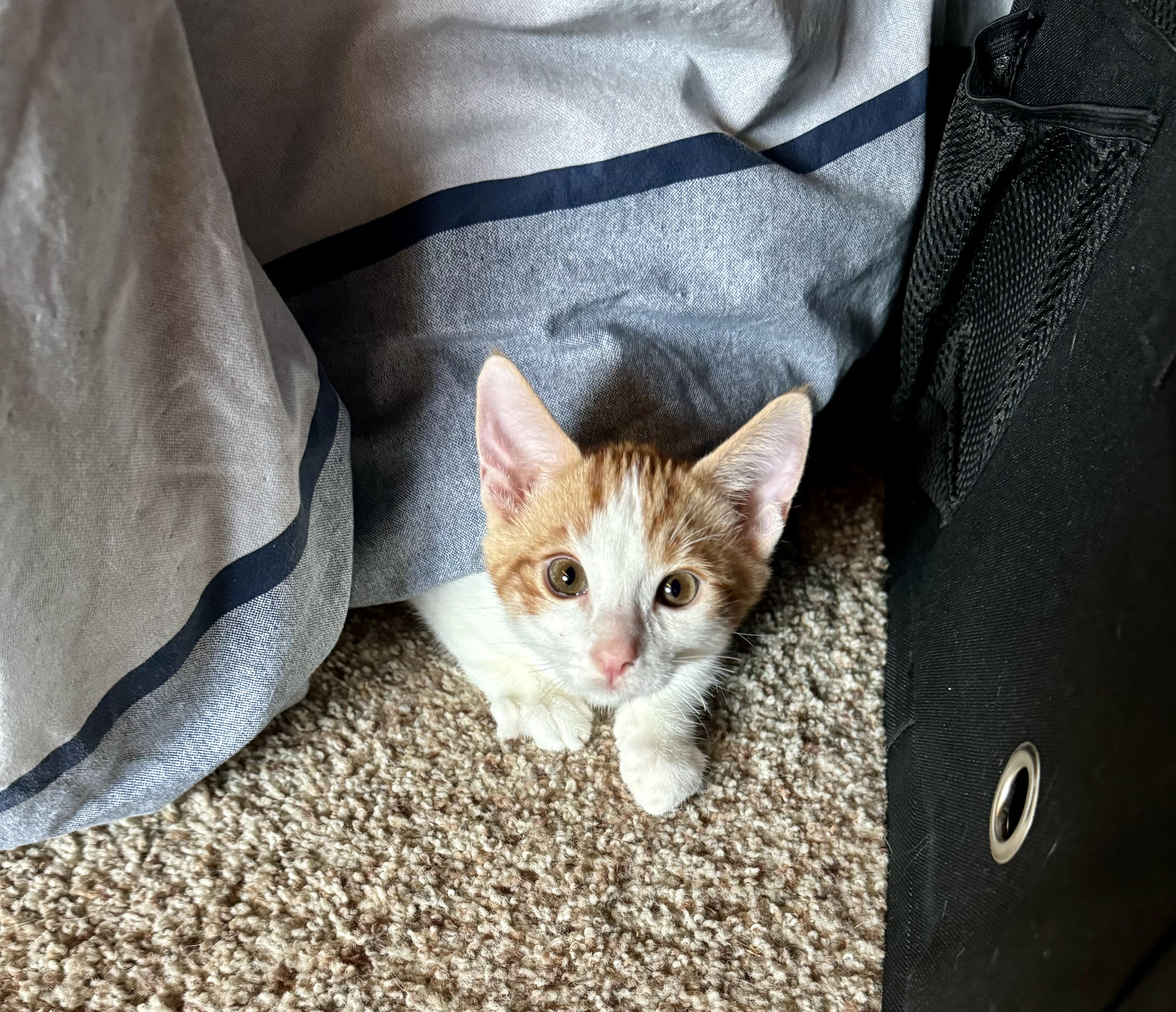 Bruce, Adopted, Young Male American Shorthair.