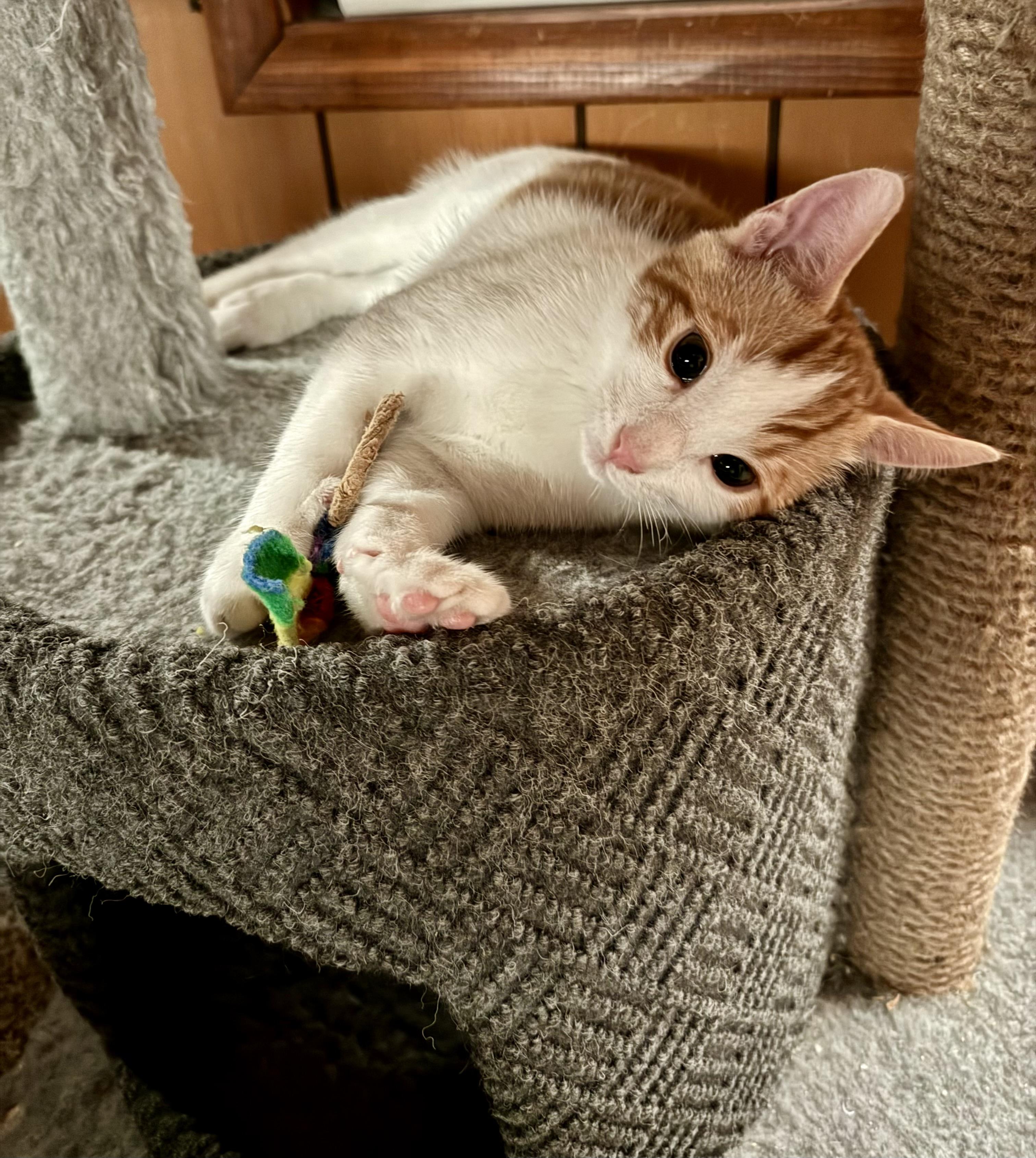 Enlarge Bruce, a Adopted American Shorthair in Lake Arrowhead, CA image 5/5