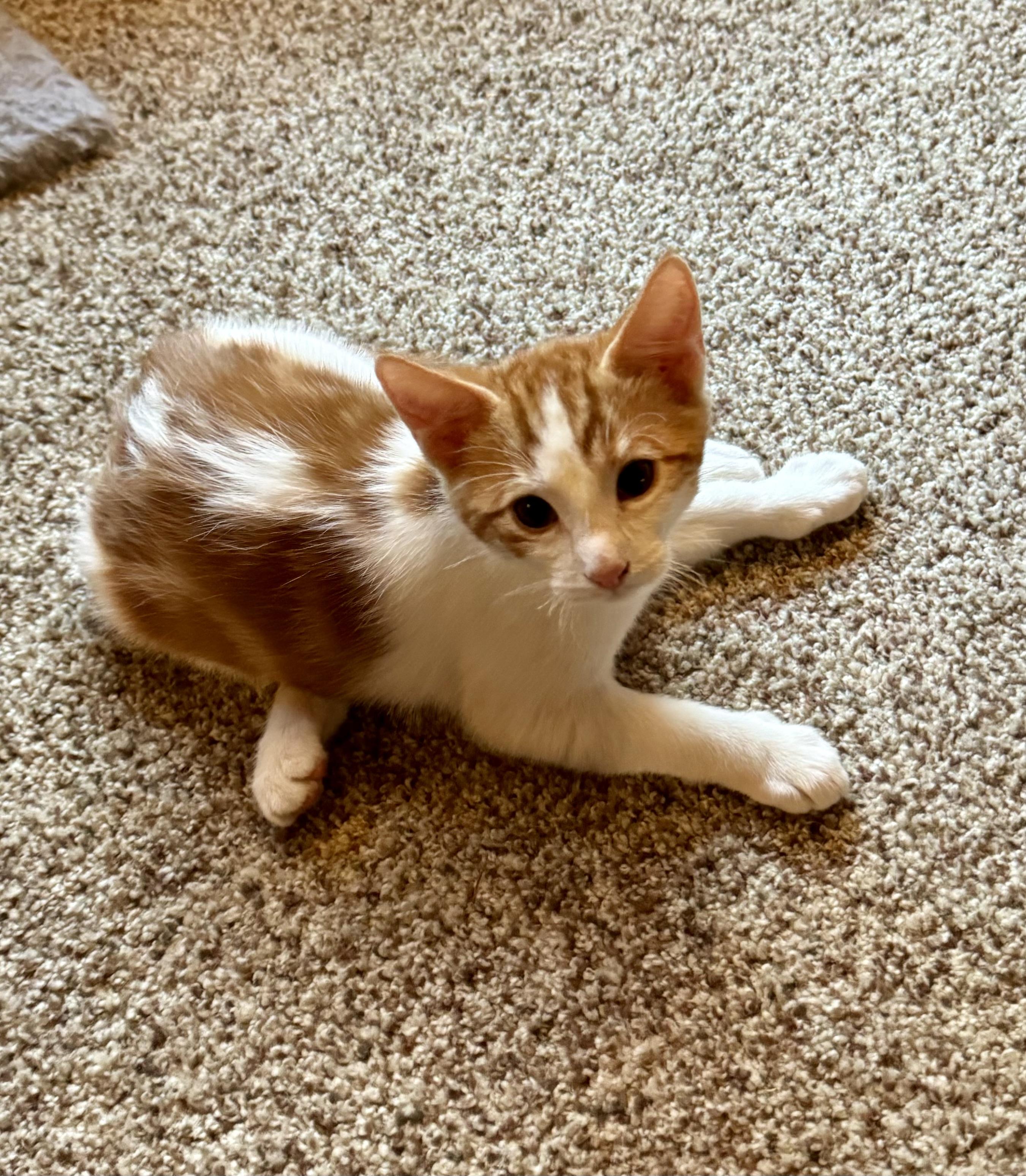 Enlarge Bruce, a Adopted American Shorthair in Lake Arrowhead, CA image 2/5