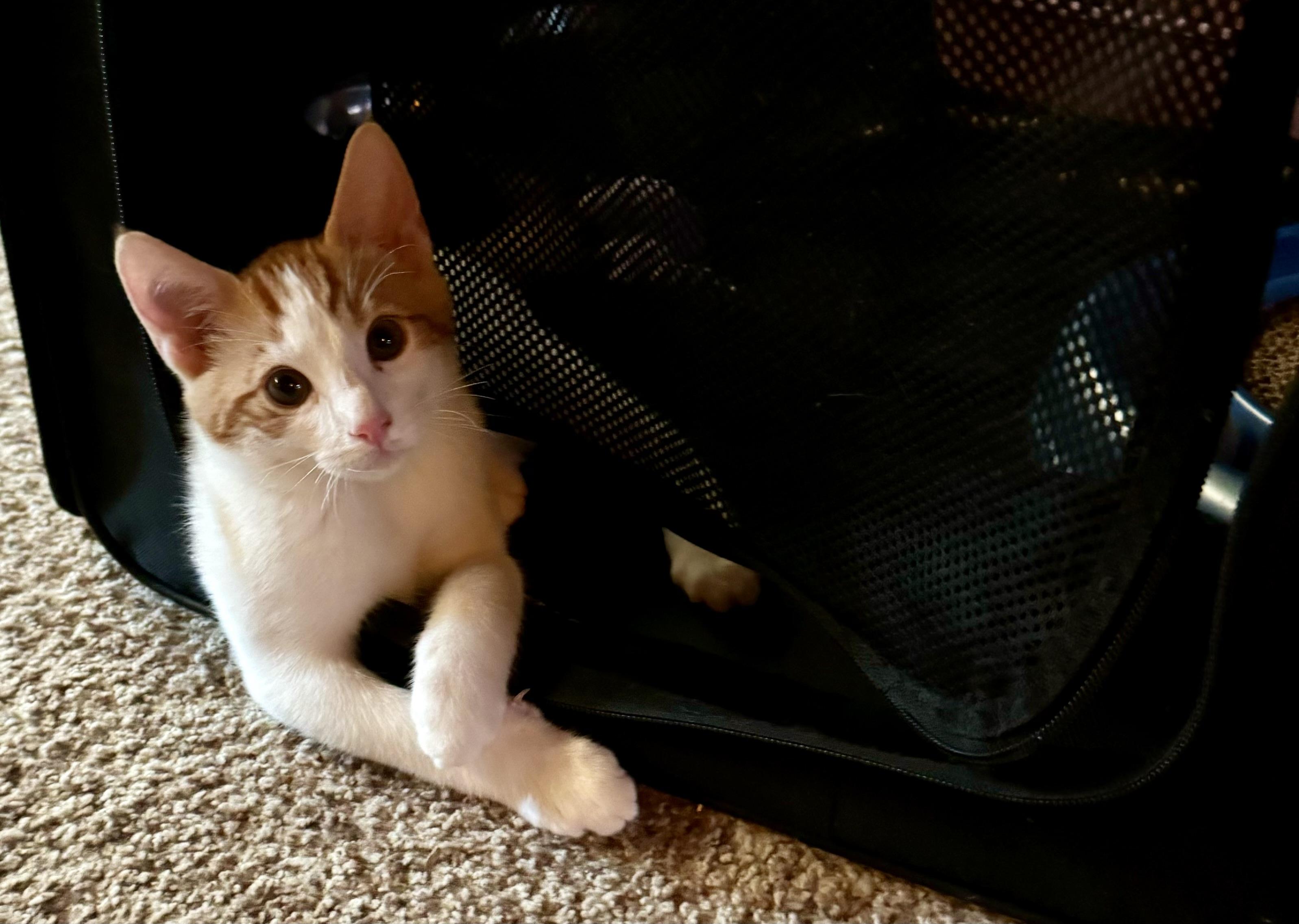 Enlarge Bruce, a Adopted American Shorthair in Lake Arrowhead, CA image 4/5