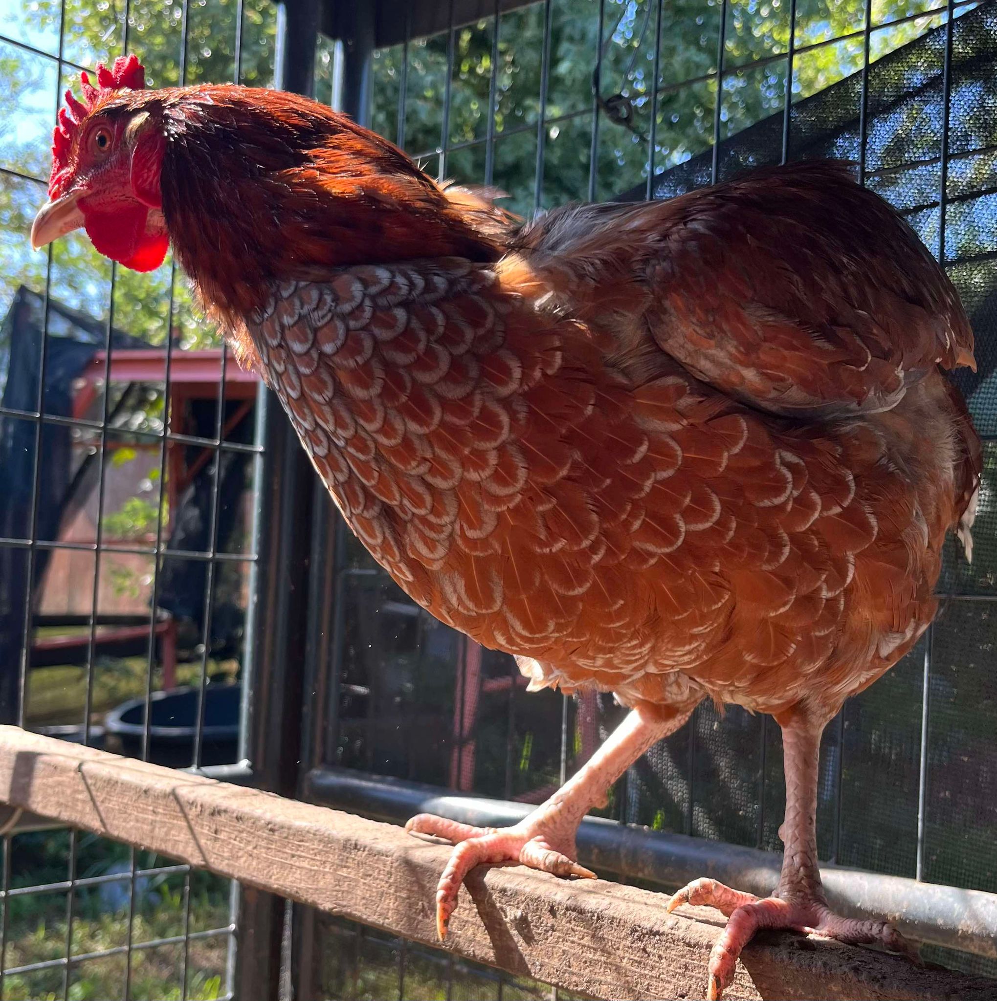Big Bird, a Adoptable Chicken in Kenner, LA image 1/2