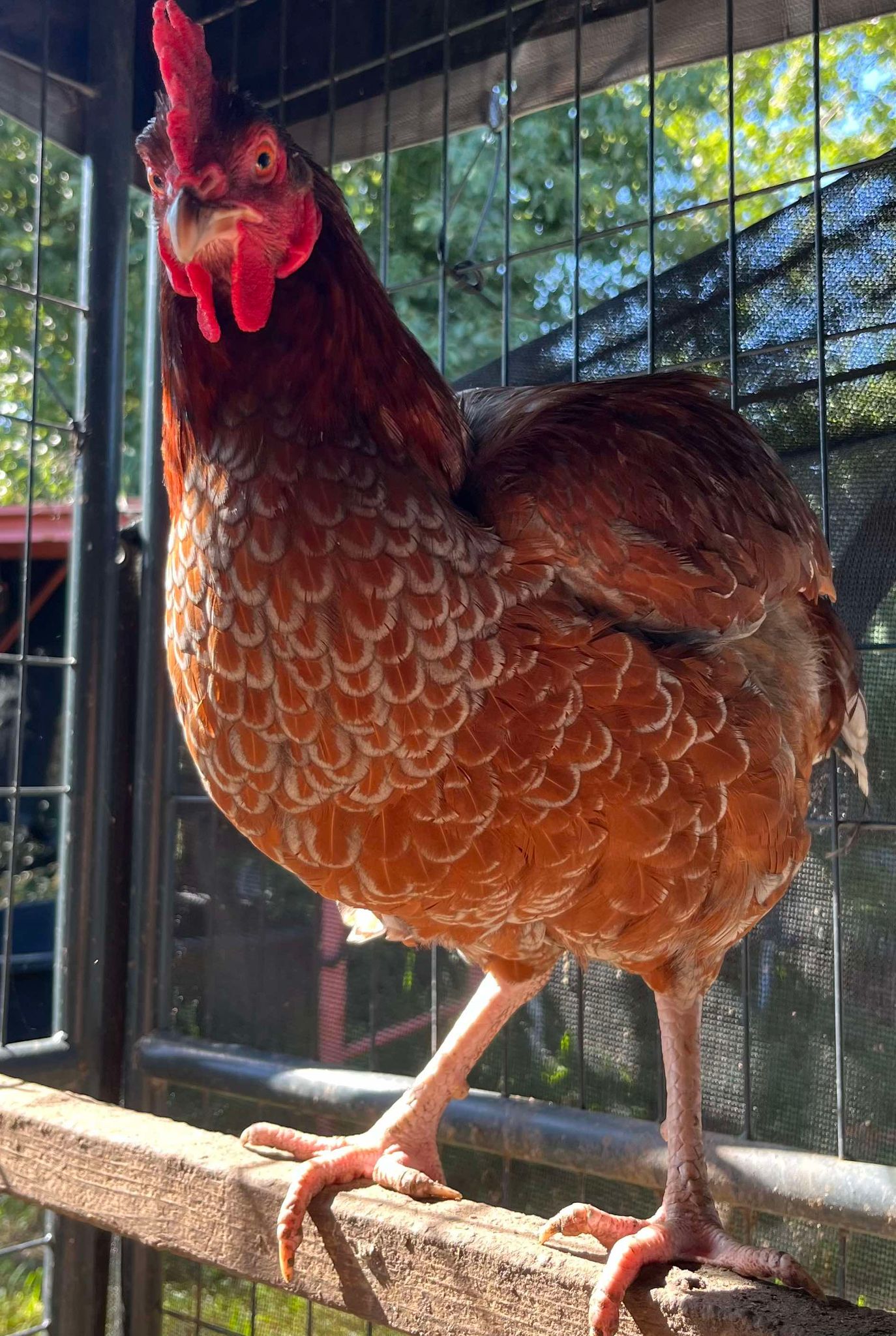 Big Bird, a Adoptable Chicken in Kenner, LA image 2/2