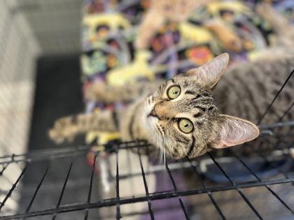 Esme, Adoptable, Young Female Domestic Short Hair.