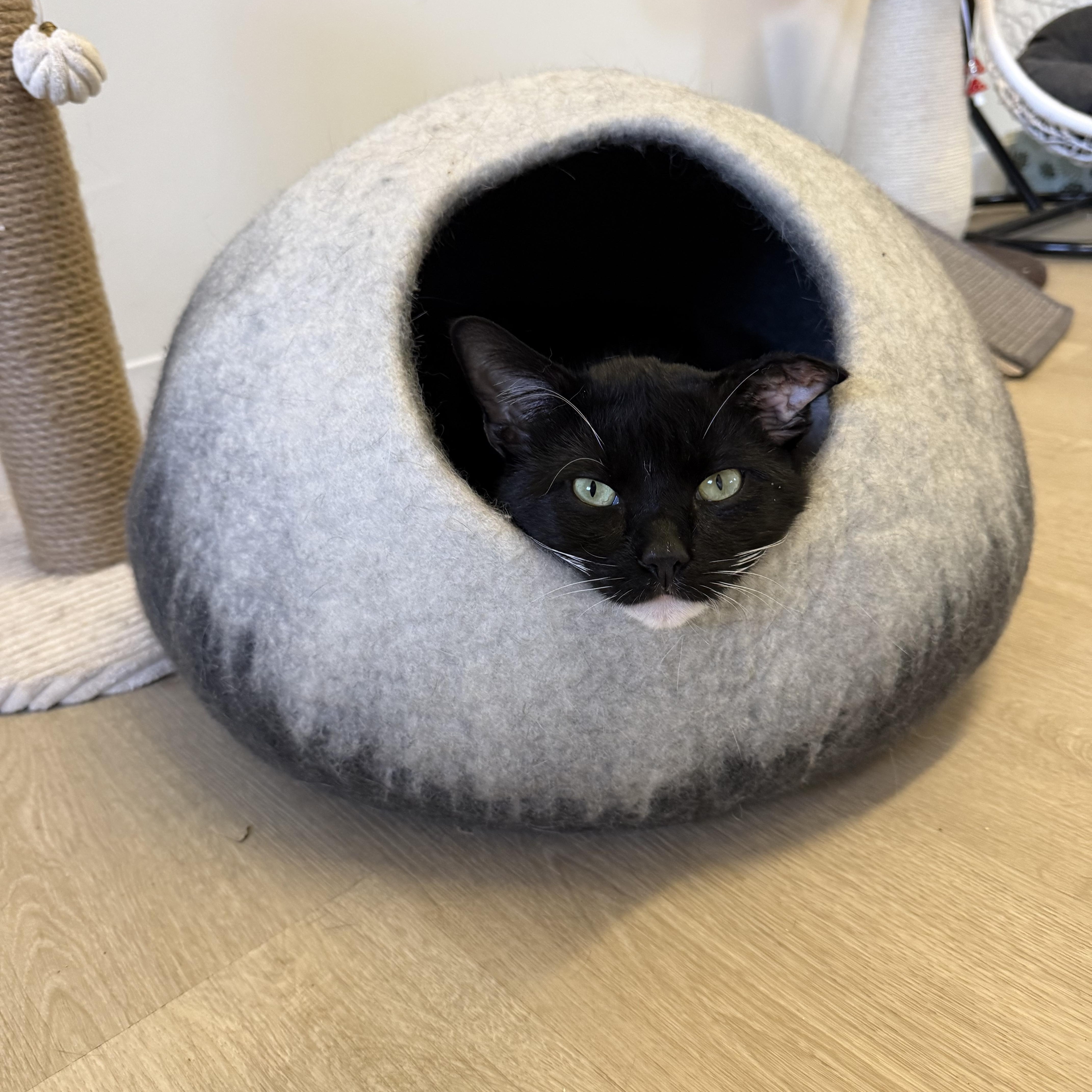 Enlarge Smokey, a Adoptable Domestic Short Hair in Branford, CT image 2/3