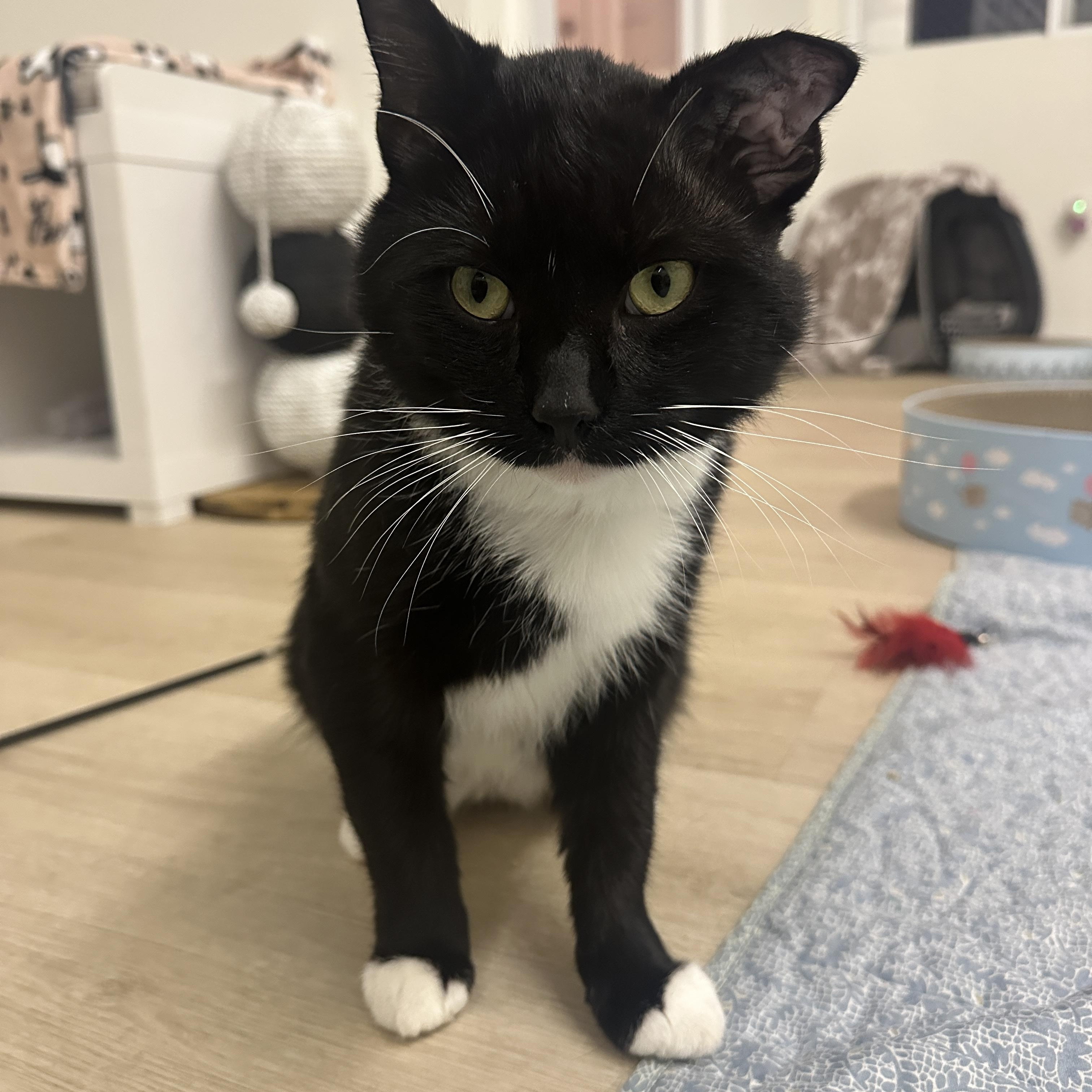 Enlarge Smokey, a Adoptable Domestic Short Hair in Branford, CT image 3/3