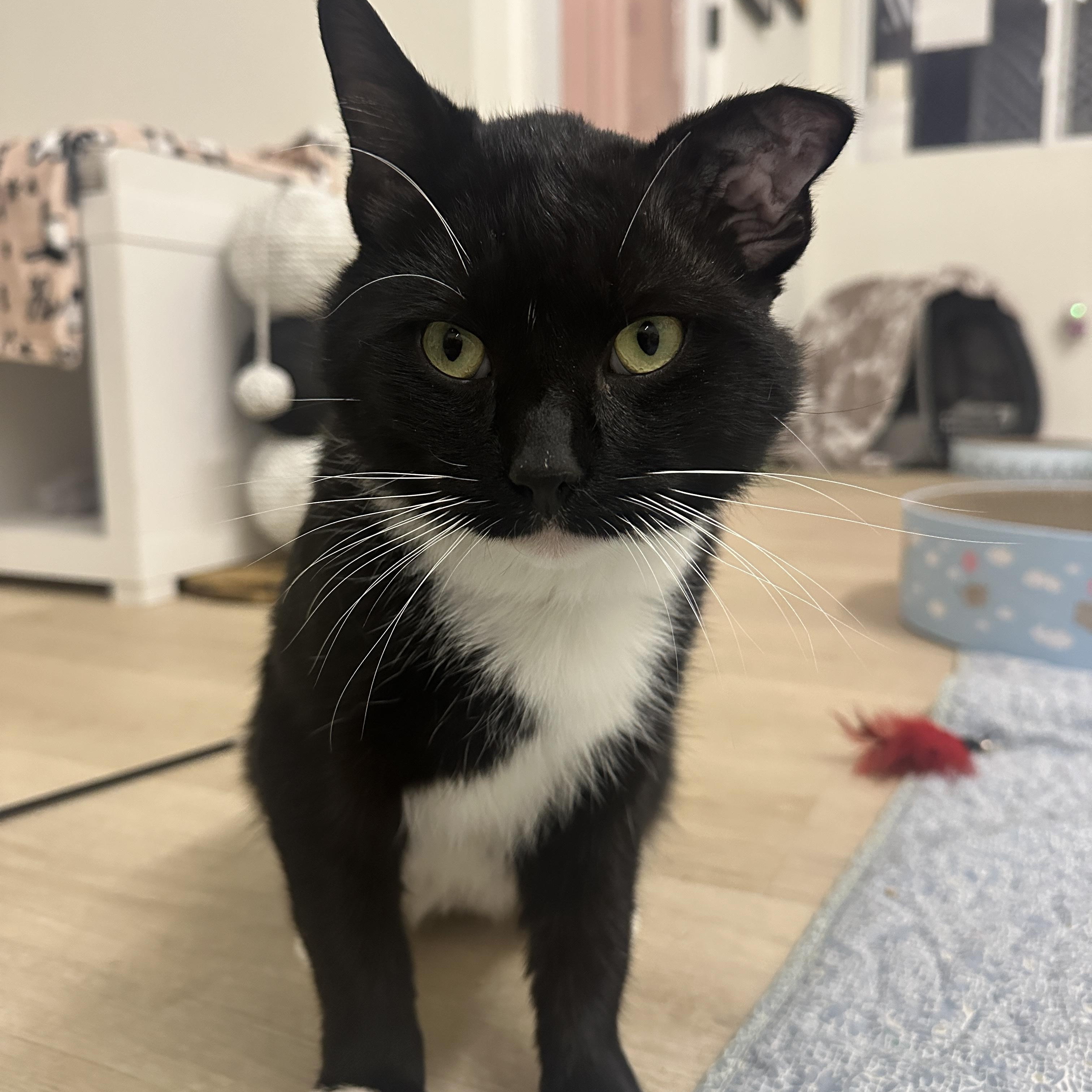 Enlarge Smokey, a Adoptable Domestic Short Hair in Branford, CT image 1/3