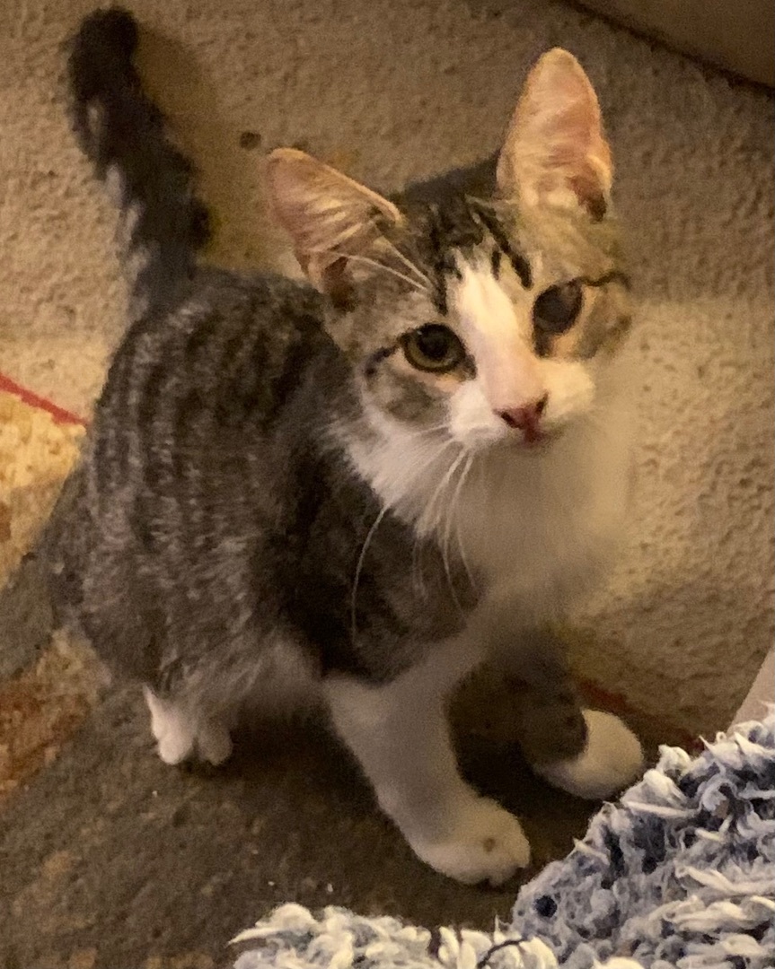 Enlarge Noah, a Adoptable Domestic Short Hair in Mabank, TX image 1/3