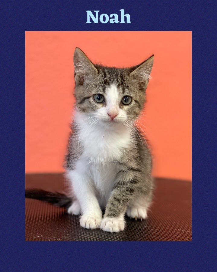 Enlarge Noah, a Adoptable Domestic Short Hair in Mabank, TX image 2/3