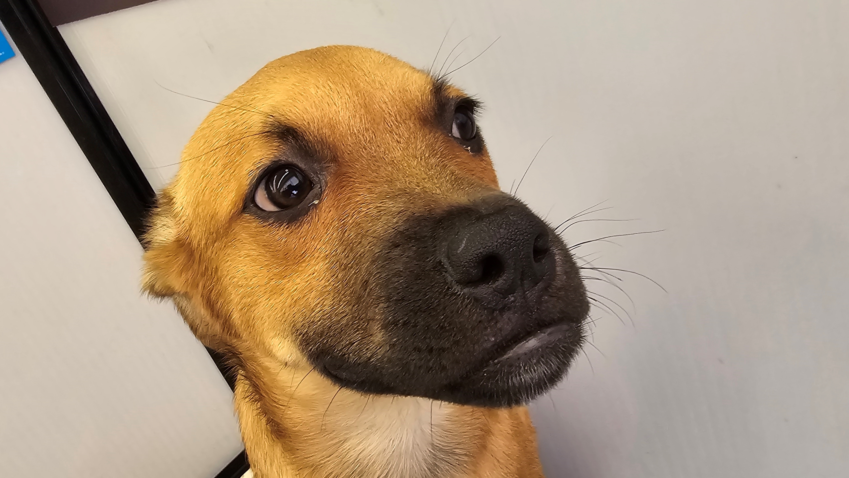 Enlarge Robin, a Adoptable Shepherd in Tucson, AZ image 4/6