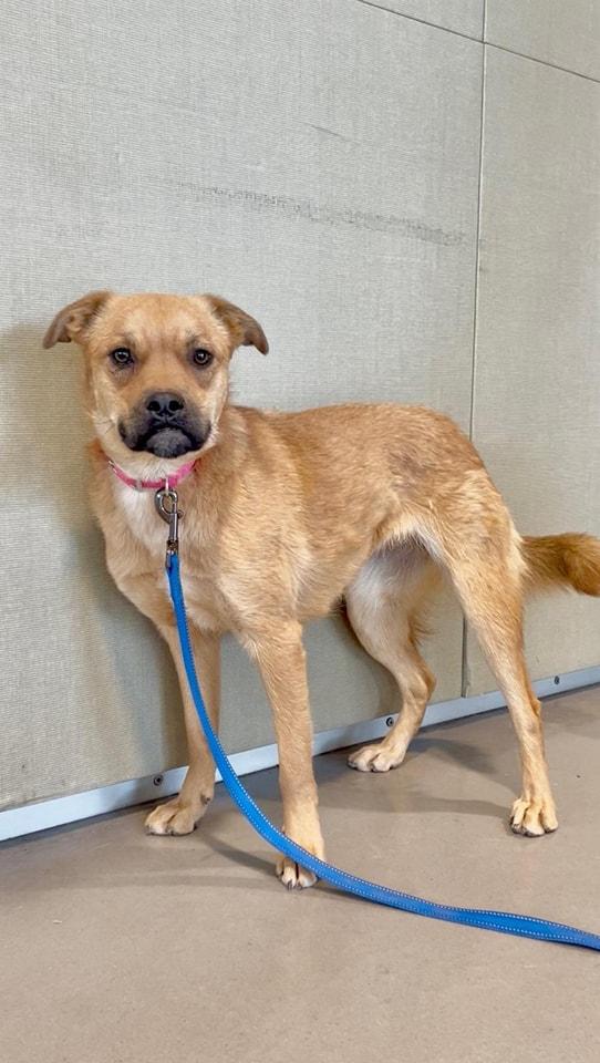 Enlarge Robin, a Adoptable Shepherd in Tucson, AZ image 2/6