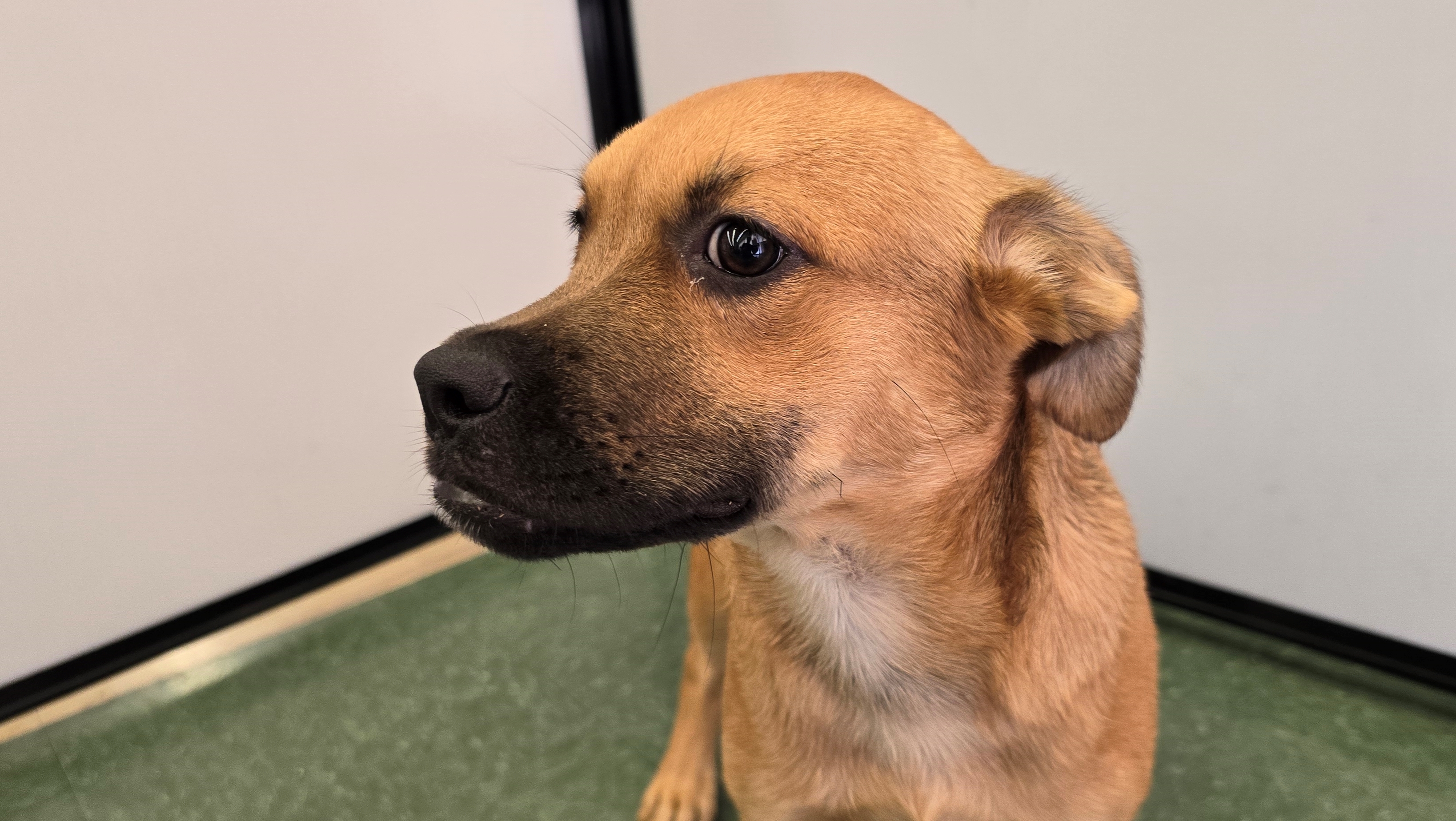 Enlarge Robin, a Adoptable Shepherd in Tucson, AZ image 5/6
