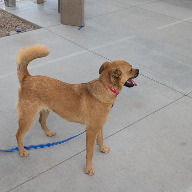 Enlarge Robin, a Adoptable Shepherd in Tucson, AZ image 3/6