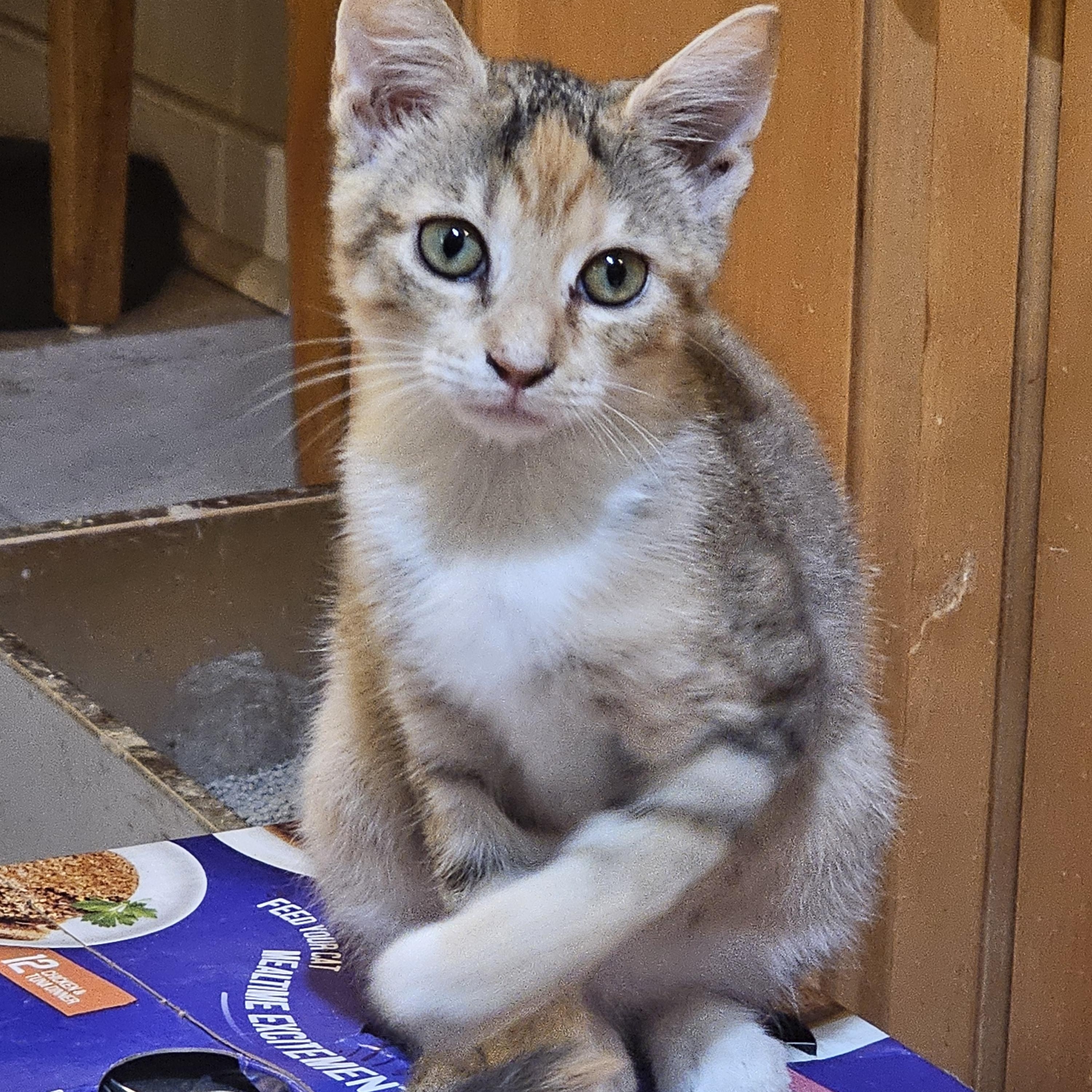 Hollyn, an adopted Domestic Short Hair in Richmond, VA image 3/6