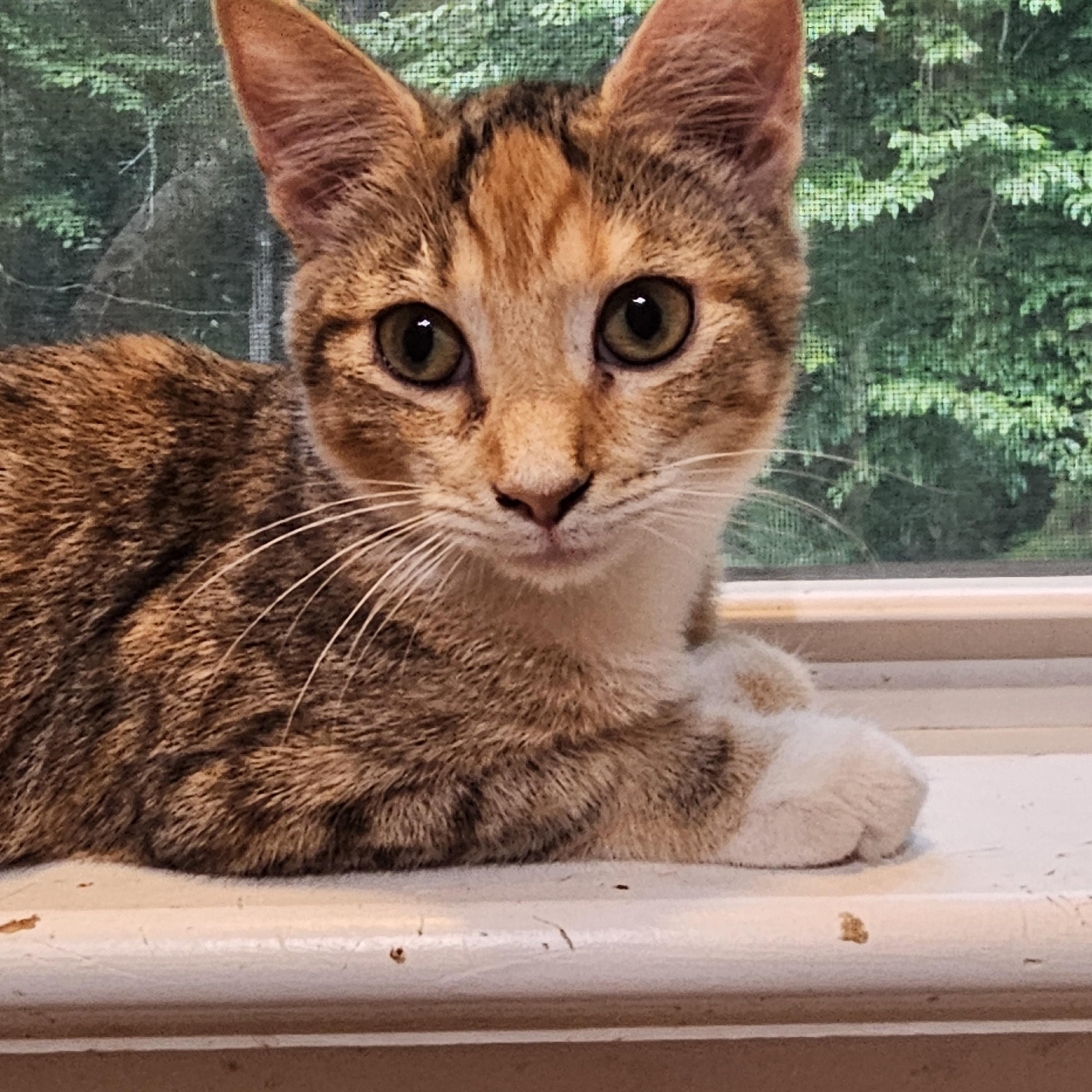 Hollyn, an adopted Domestic Short Hair in Richmond, VA image 2/6