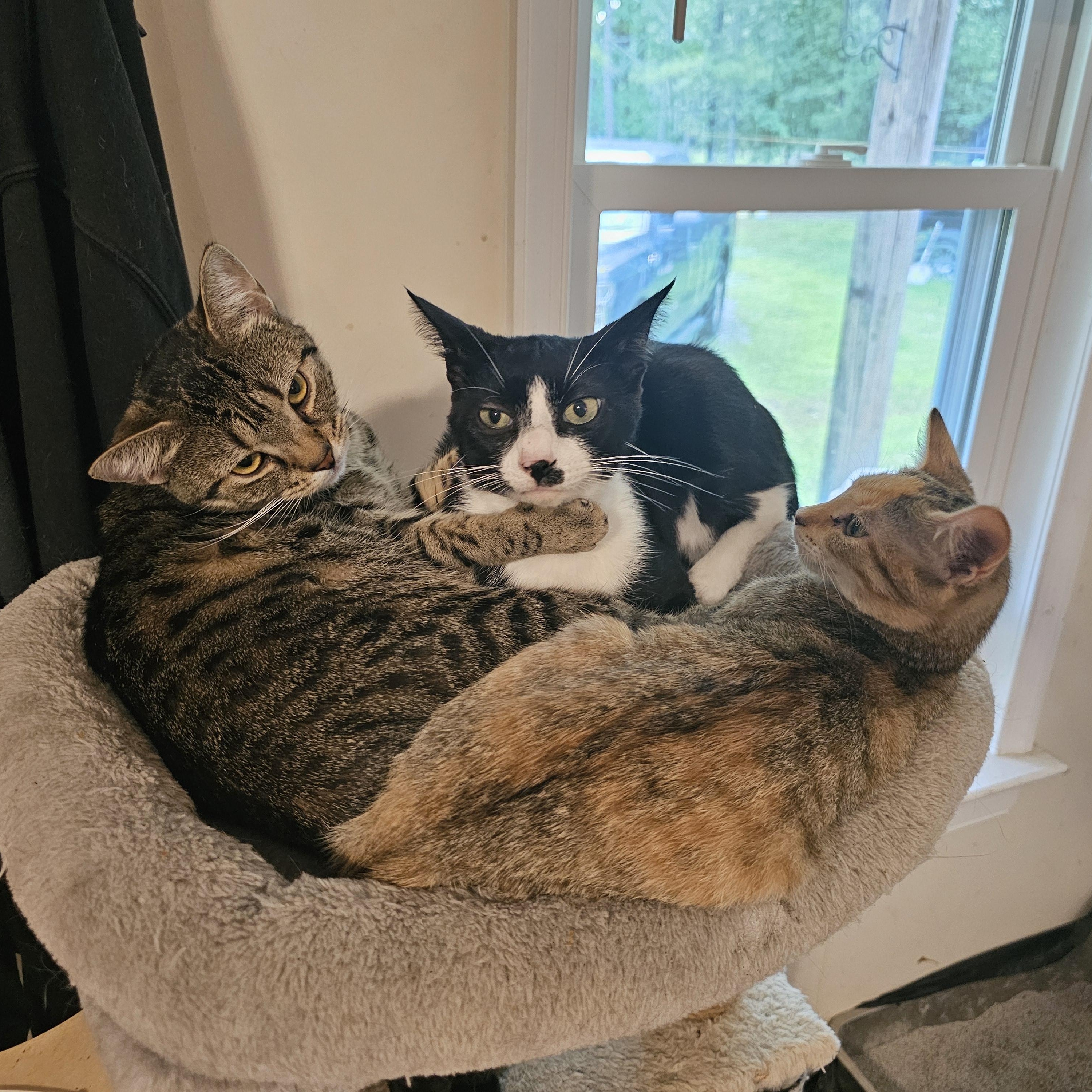 Hollyn, an adopted Domestic Short Hair in Richmond, VA image 5/6